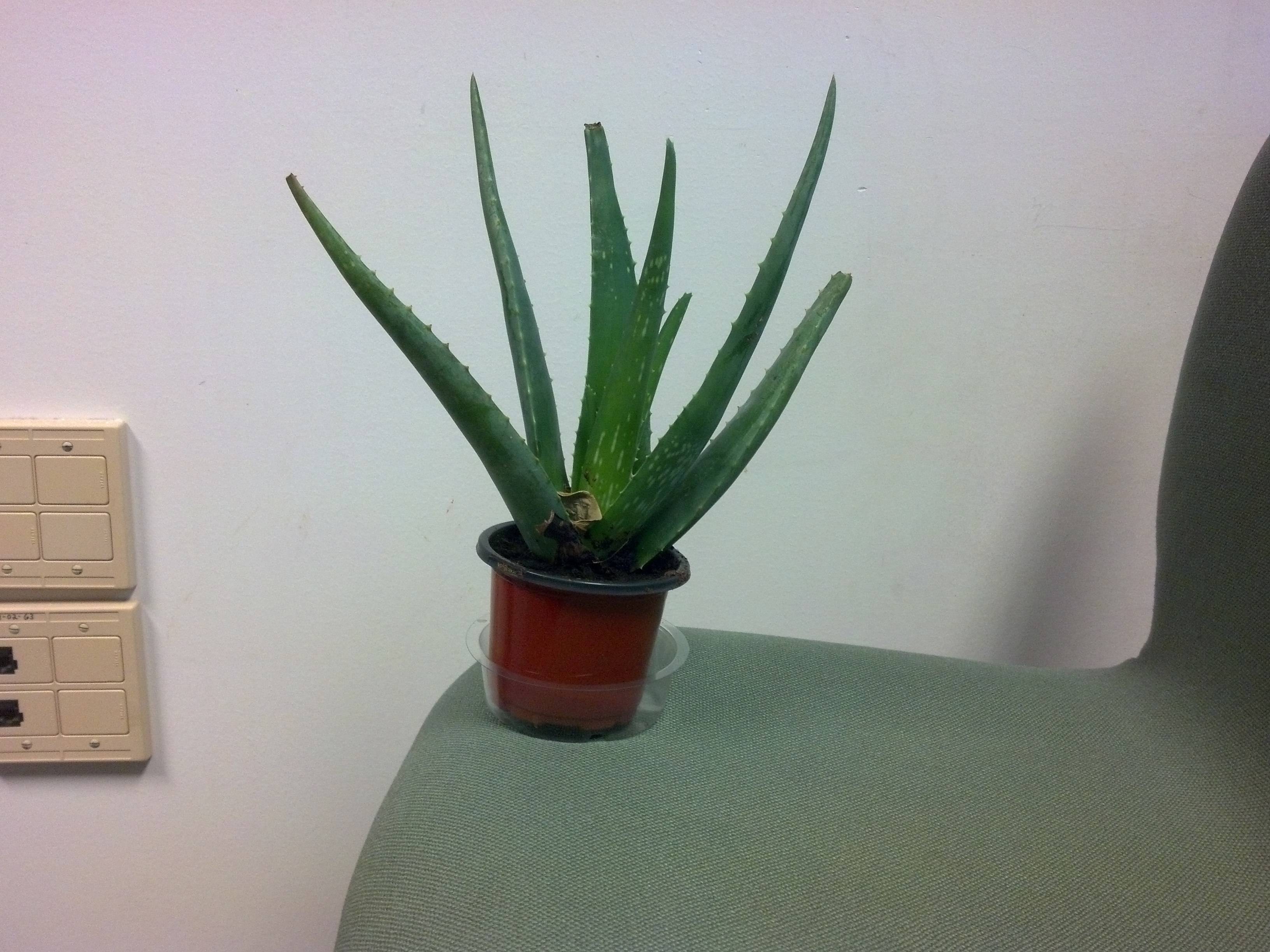 How To Make Your Aloe Vera Plant Grow Big Plantă Blog