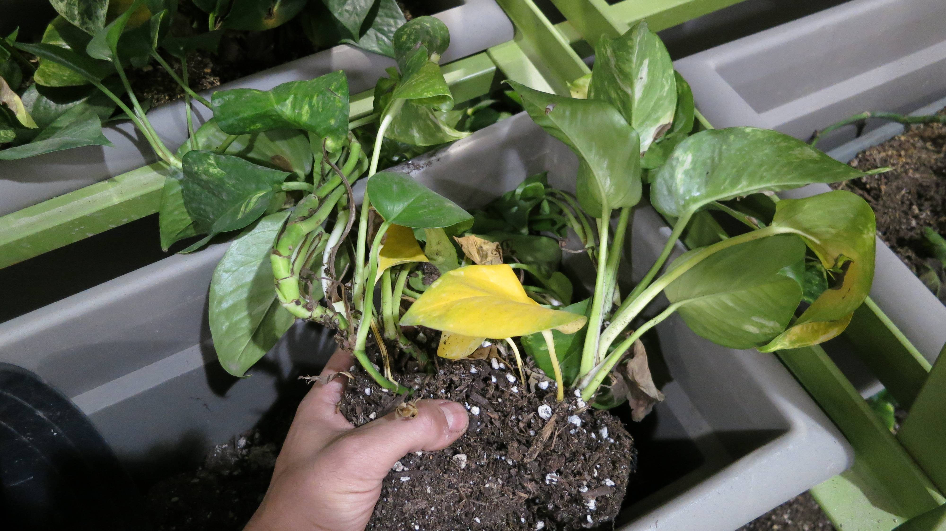 watering Are these Golden Pothos roots overwatered? Gardening