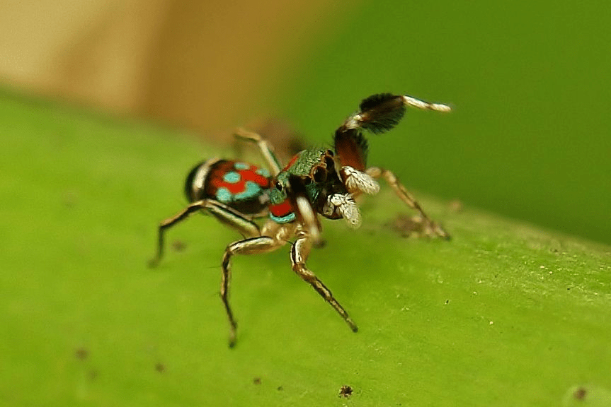 arachnology - What's the name of this colorful tiny spider? - Biology