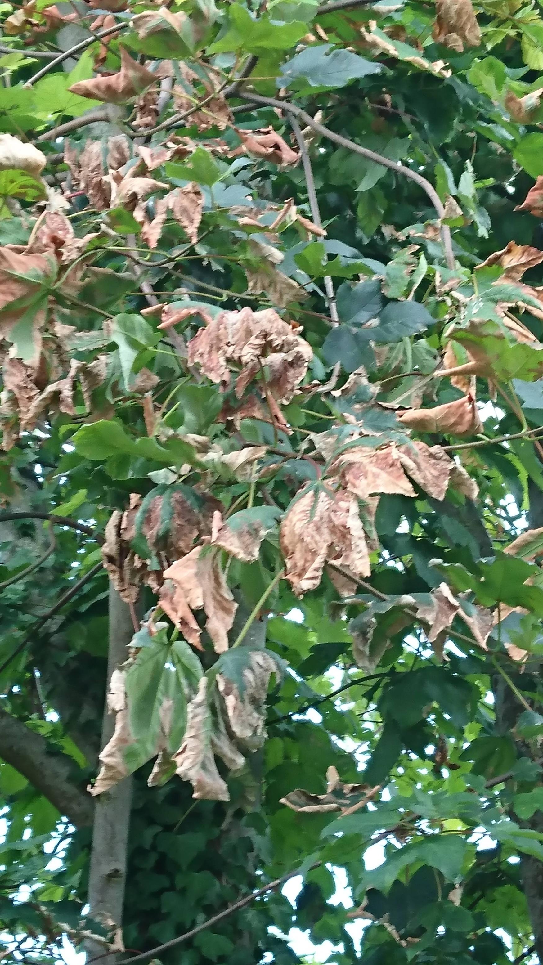 tree care Why does my sycamore have brown leaves? Gardening