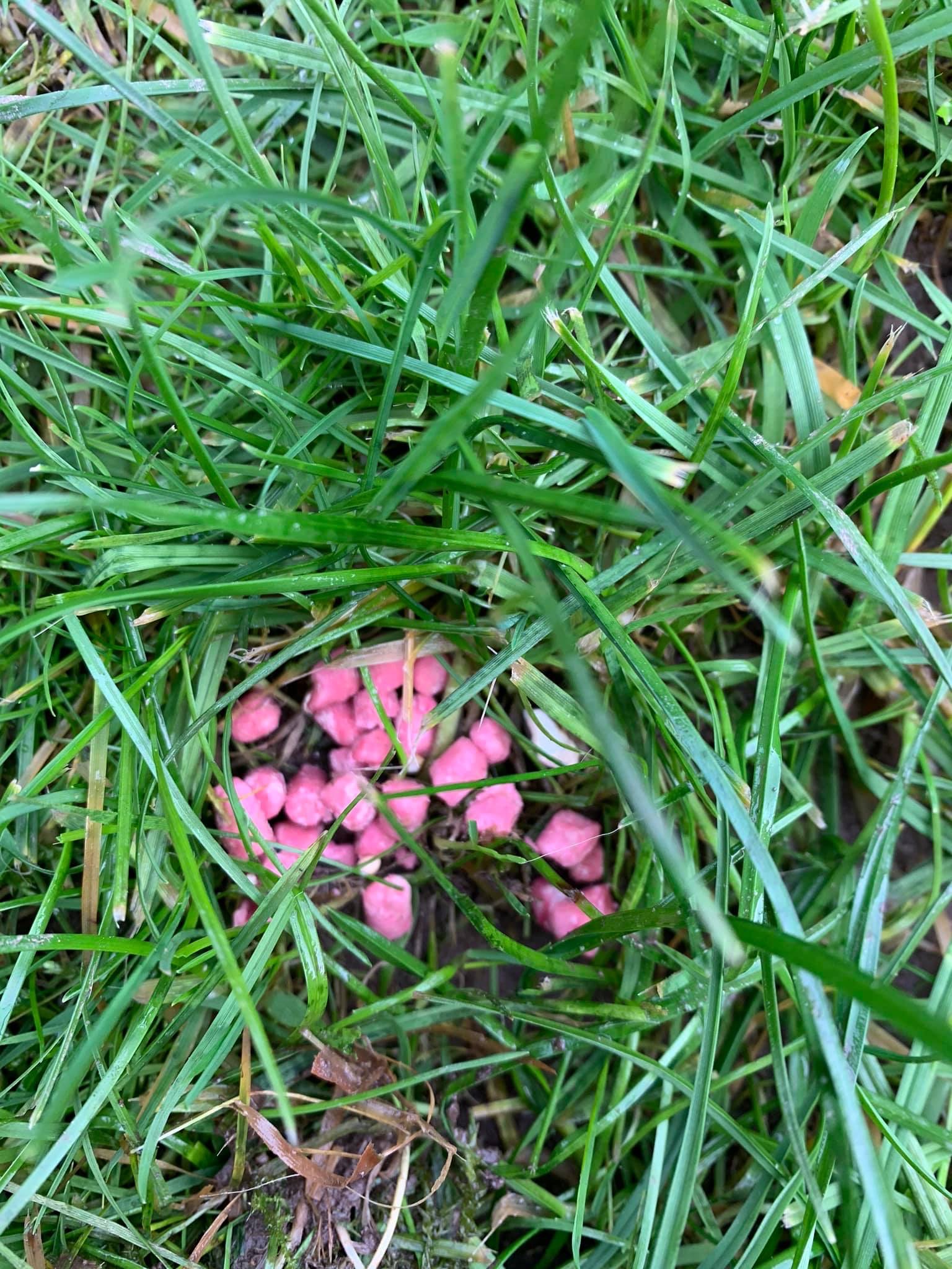 identification What's this pink flower in my lawn? Is it poisonous? I