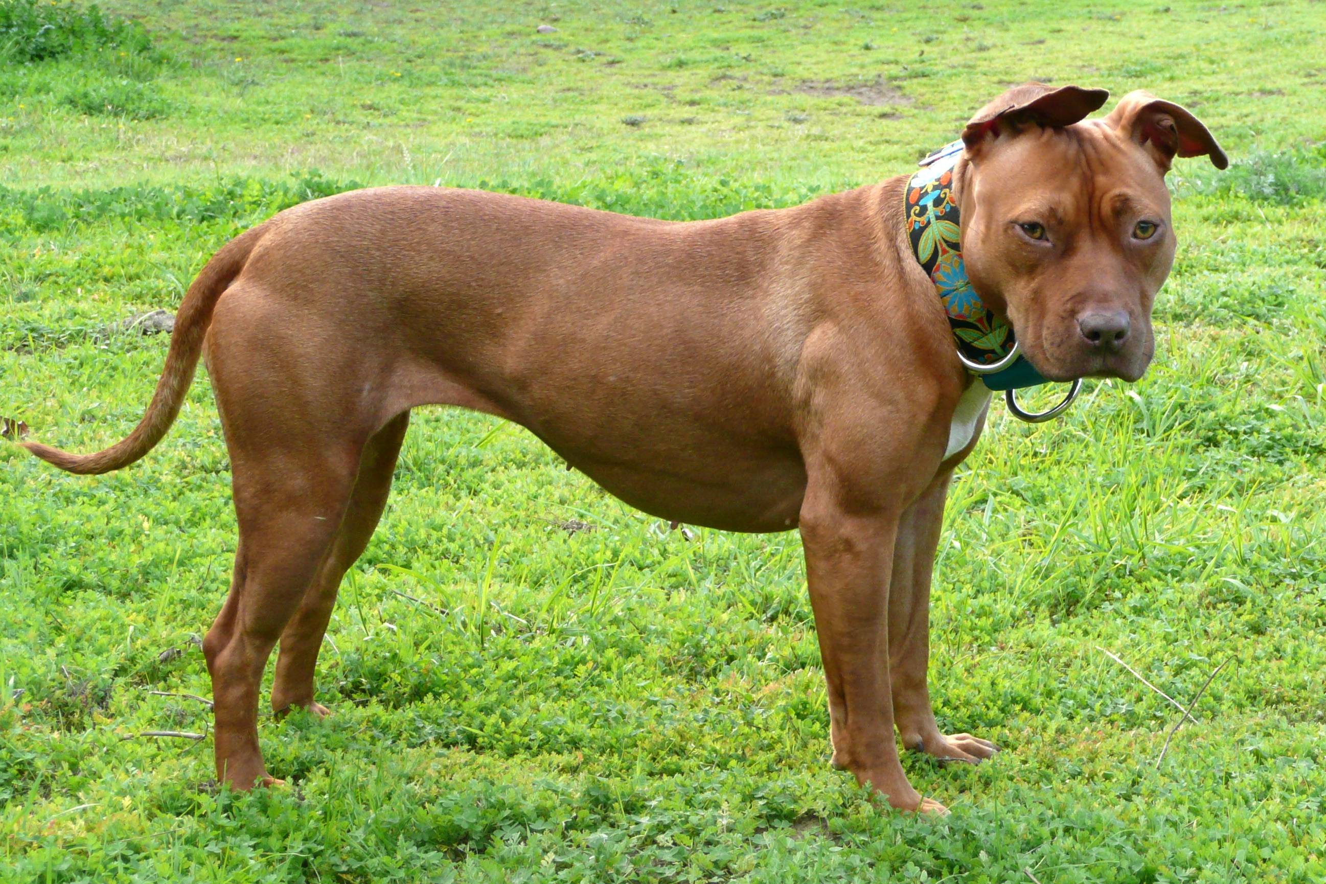 Die Verwirrung über den Begriff pit bull/terrier Muggyradio