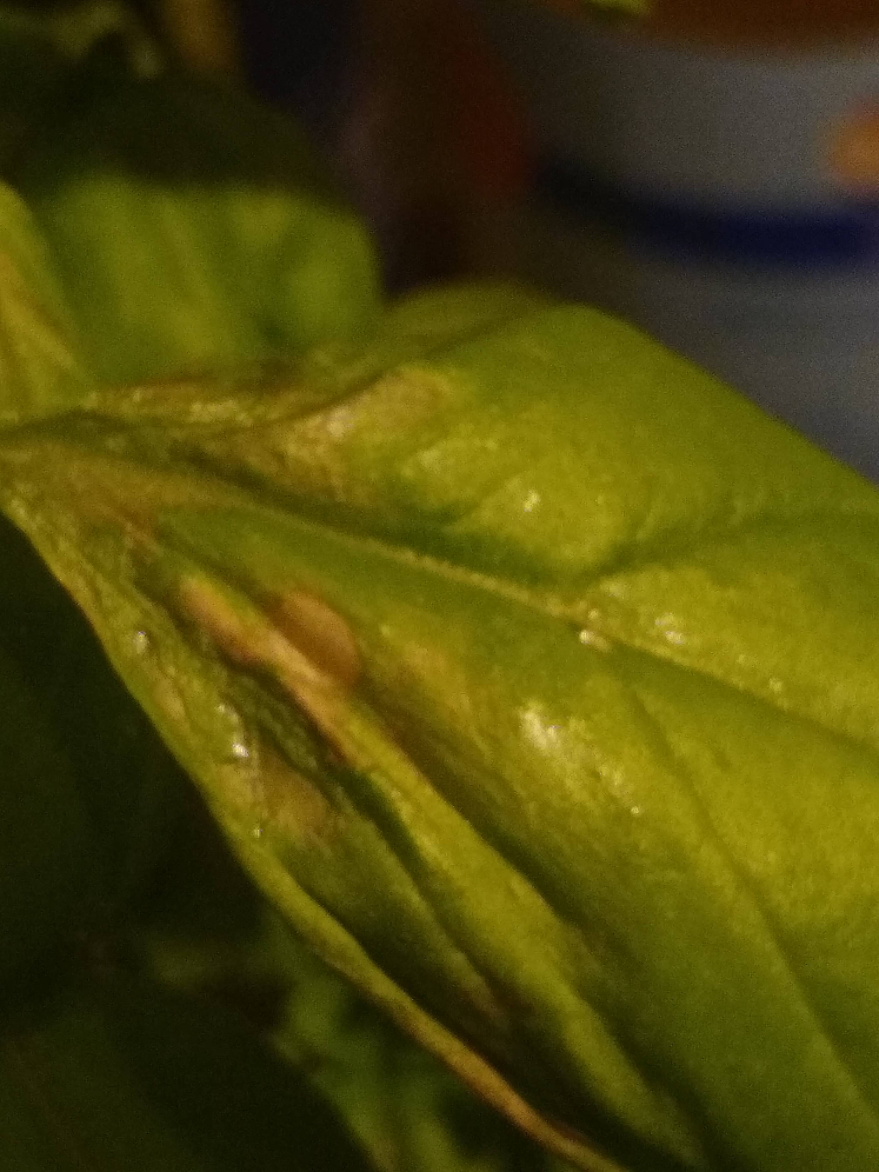 What are these spots on this basil's leaves? Gardening & Landscaping