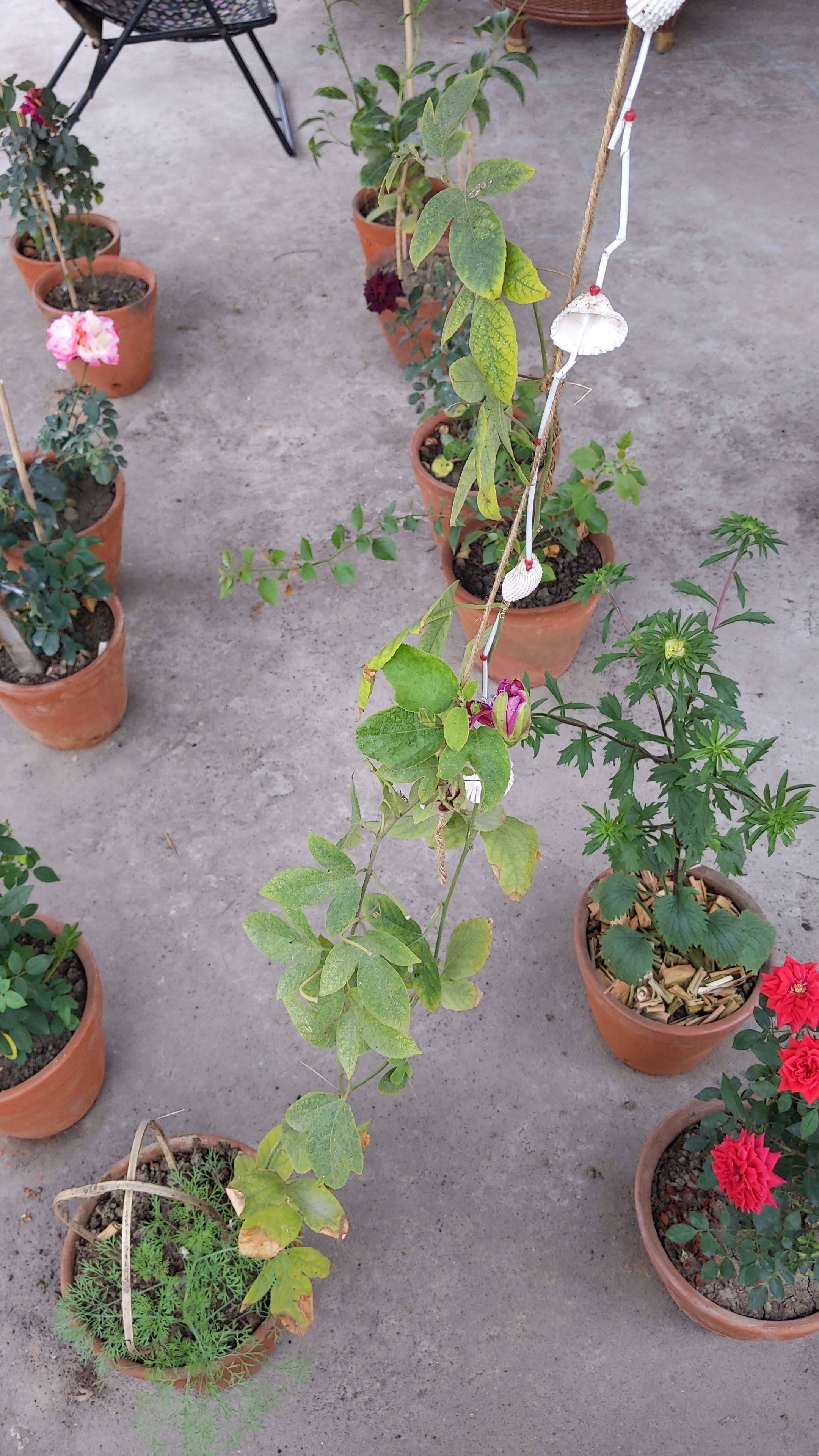 Passion flower leaves are turning yellow Gardening & Landscaping Stack Exchange