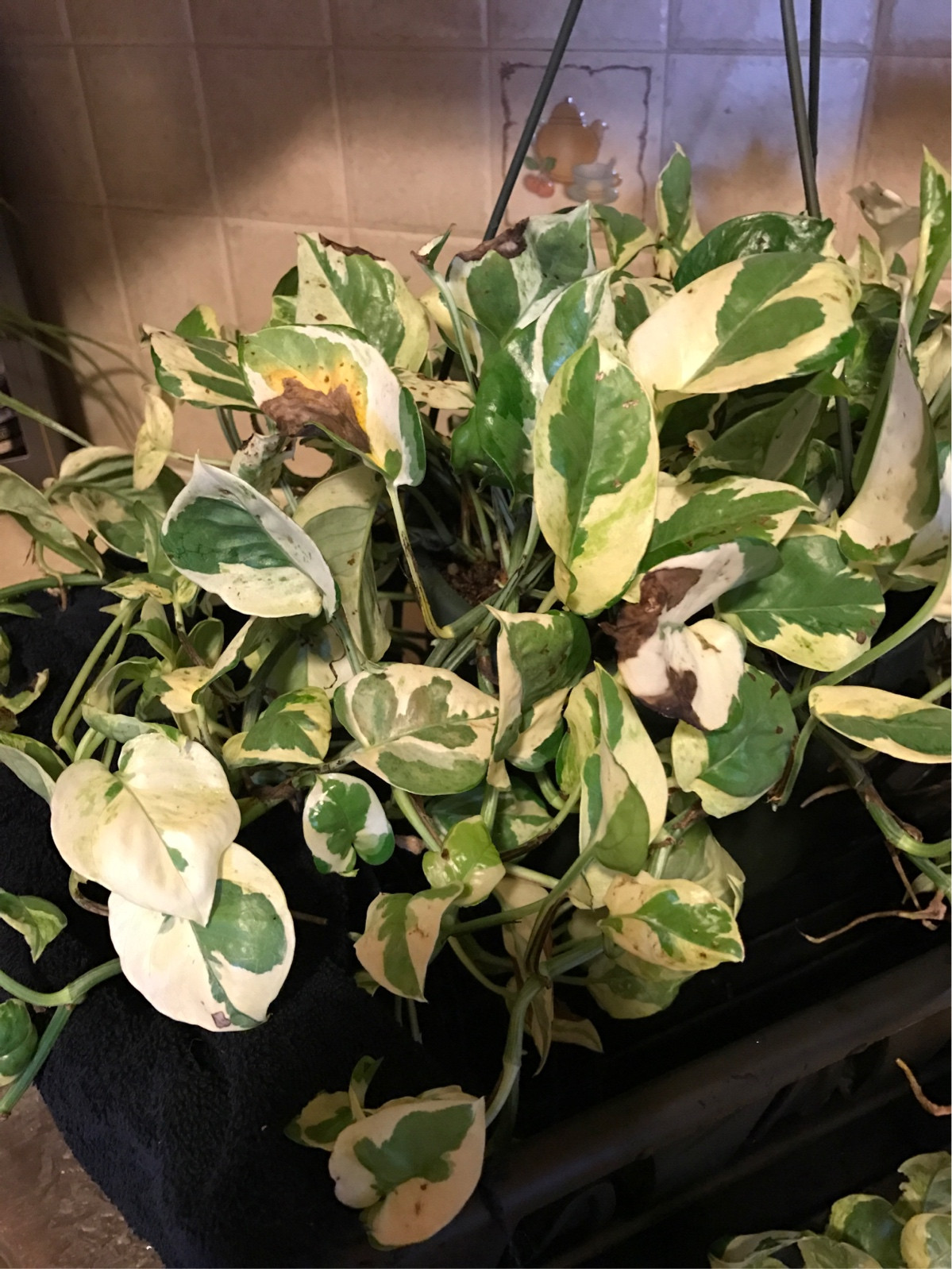 diagnosis Why does my house plant have brown leaves? Gardening
