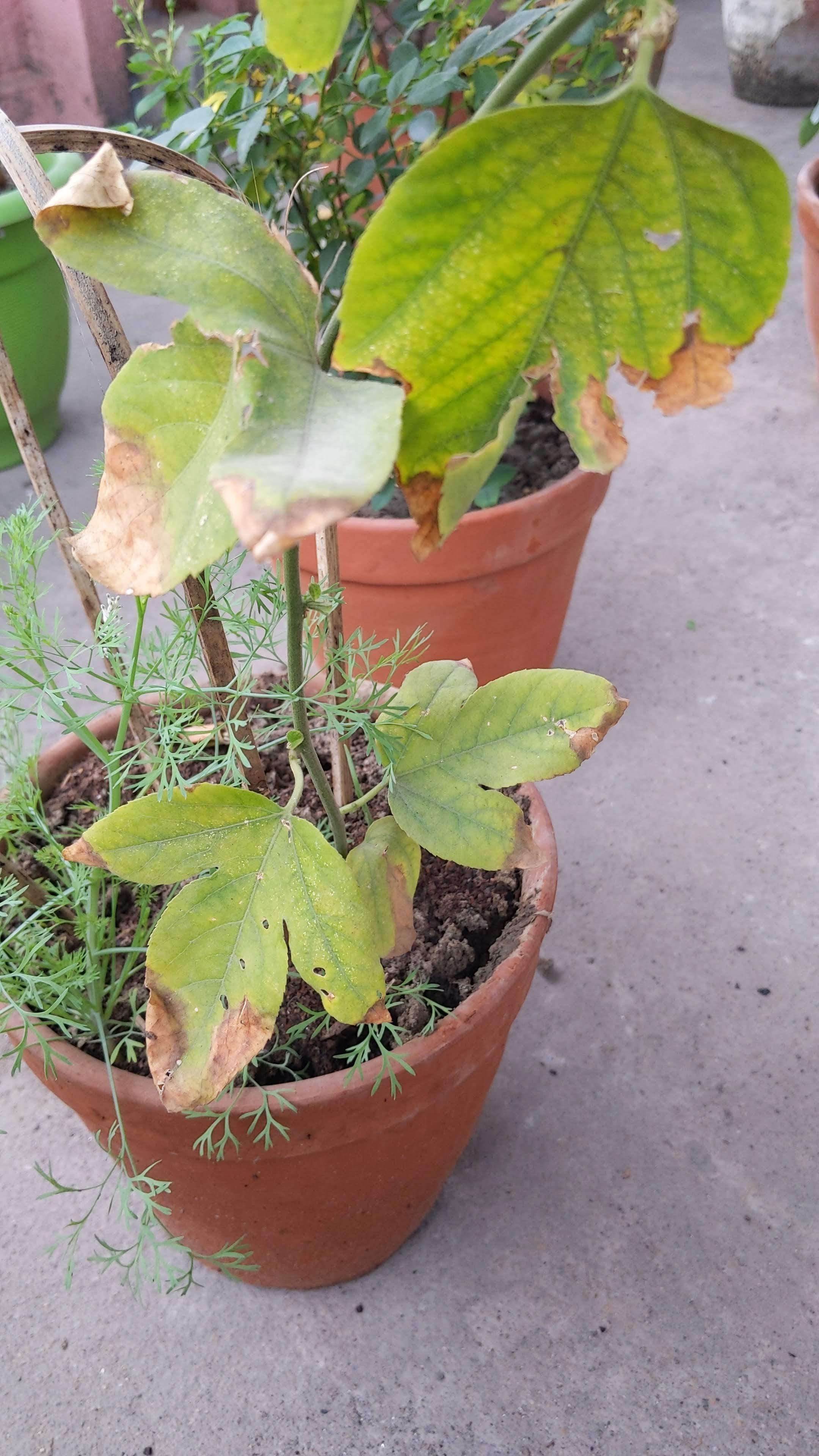 Passion flower leaves are turning yellow Gardening & Landscaping Stack Exchange