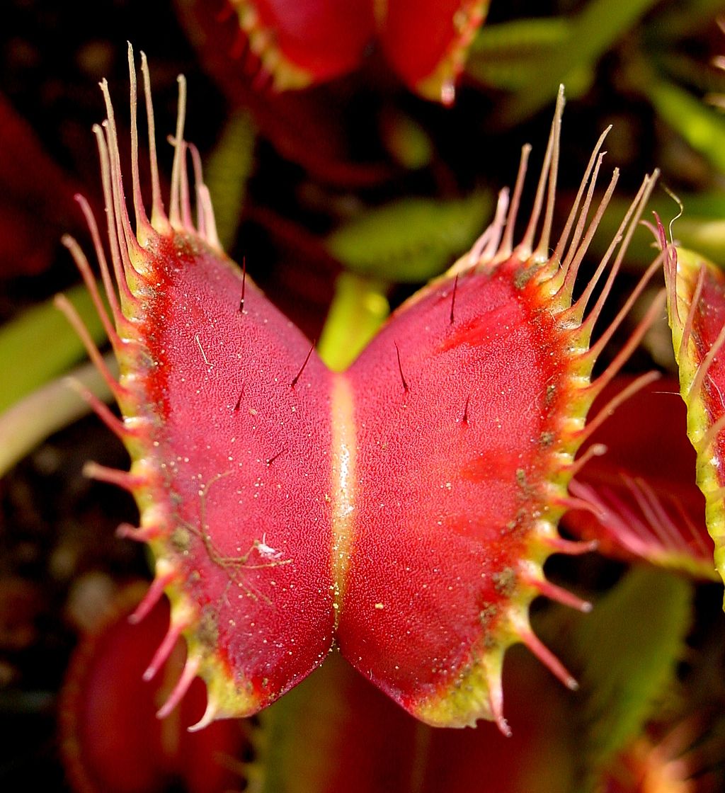 50 best ideas for coloring Carnivorous Plants Examples
