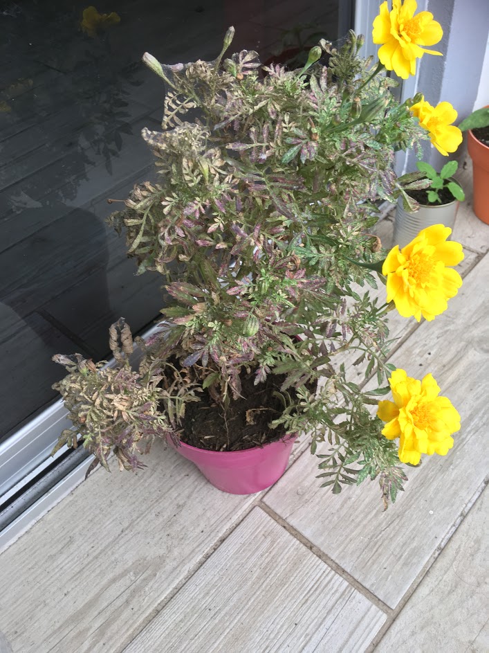 How to save dying marigold plant