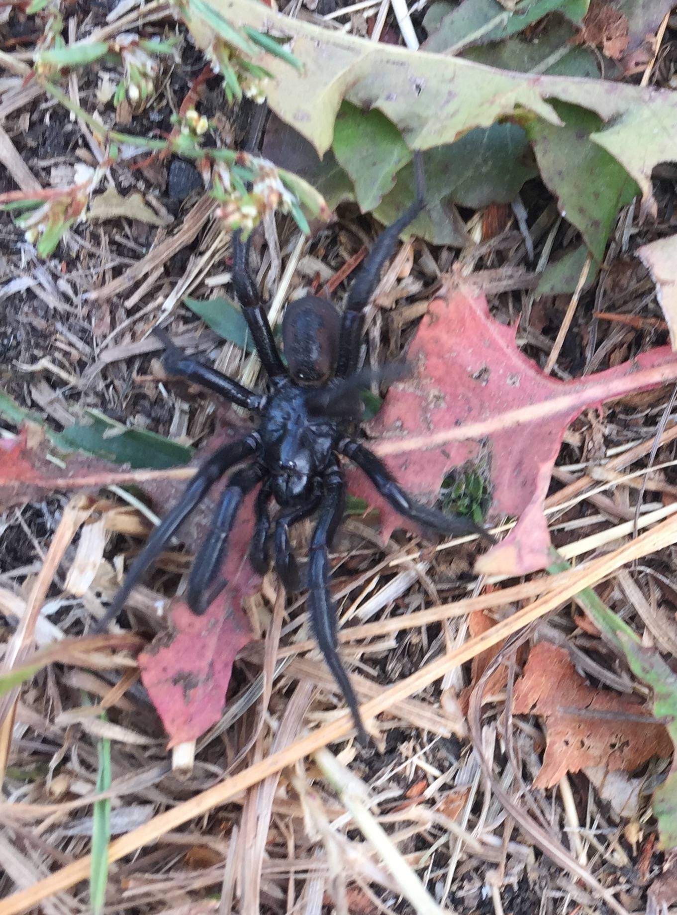 Wolf Spider Idaho Wolf Spider