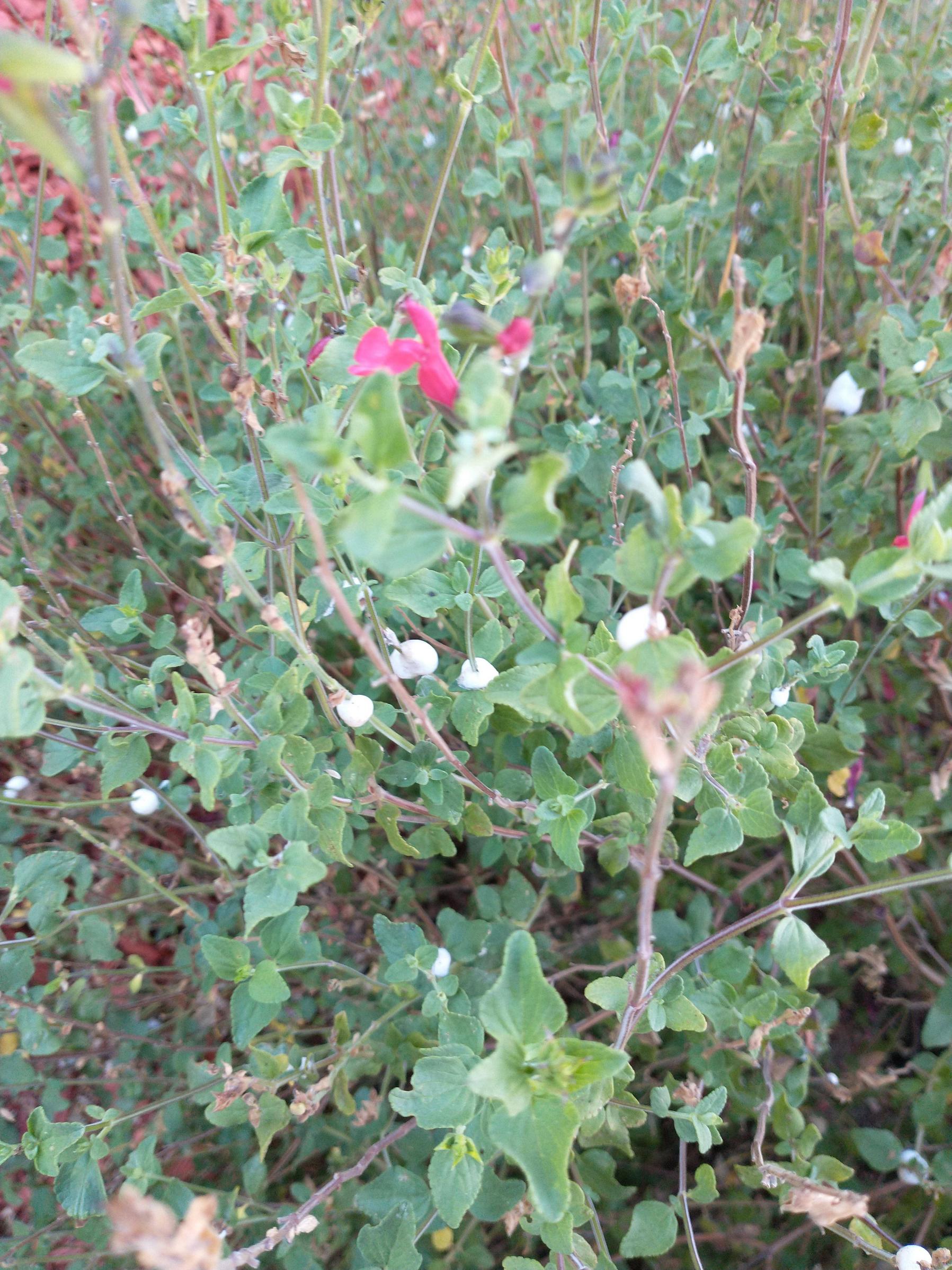 identification What are these white things on my Salvia Gardening