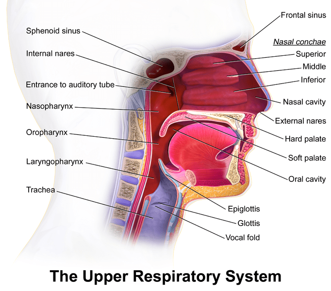 physiology How do nasal and aural passages connect? Biology Stack