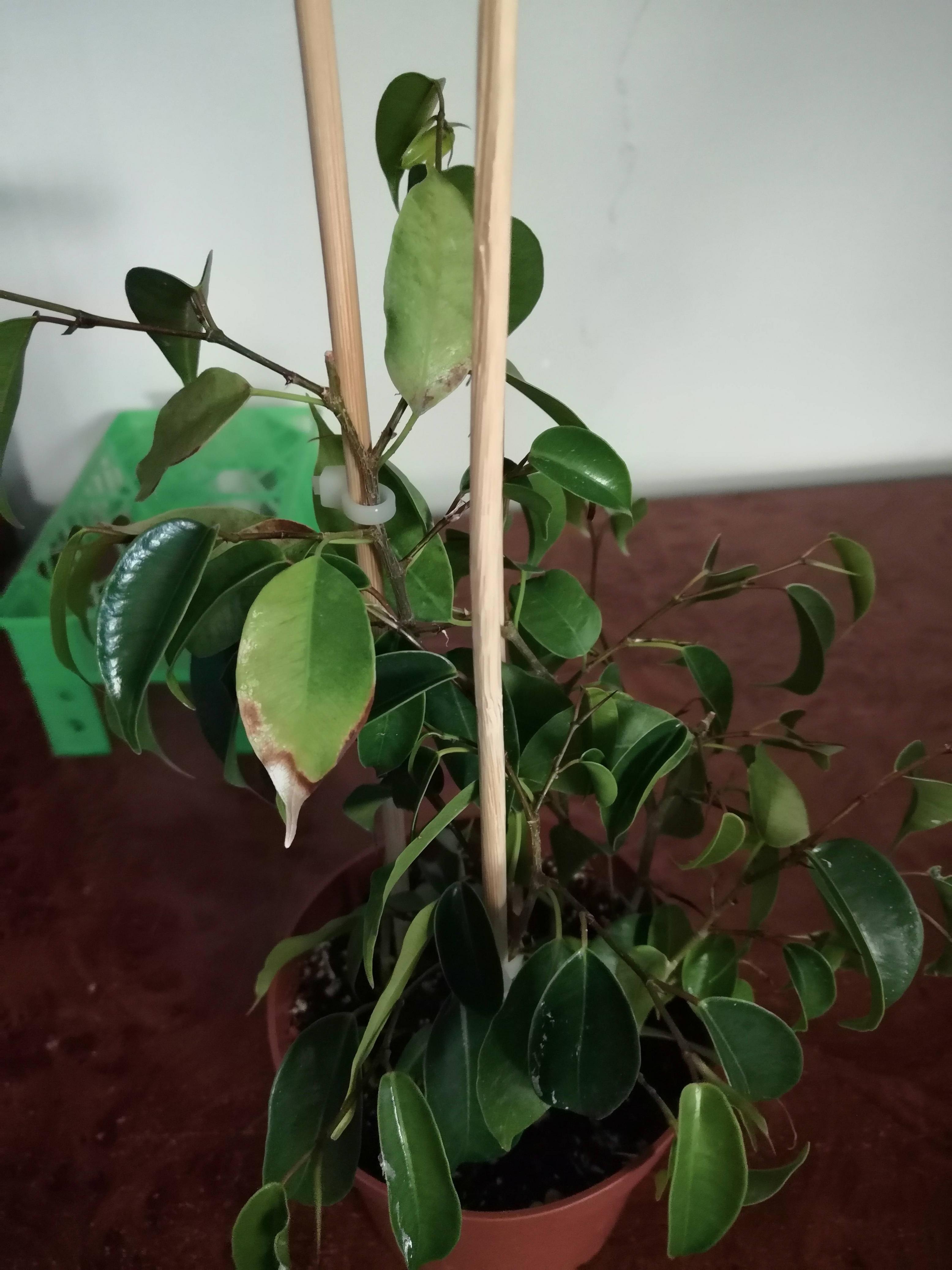 Why Ficus benjamina Leaves are Curled/Half Closed Gardening