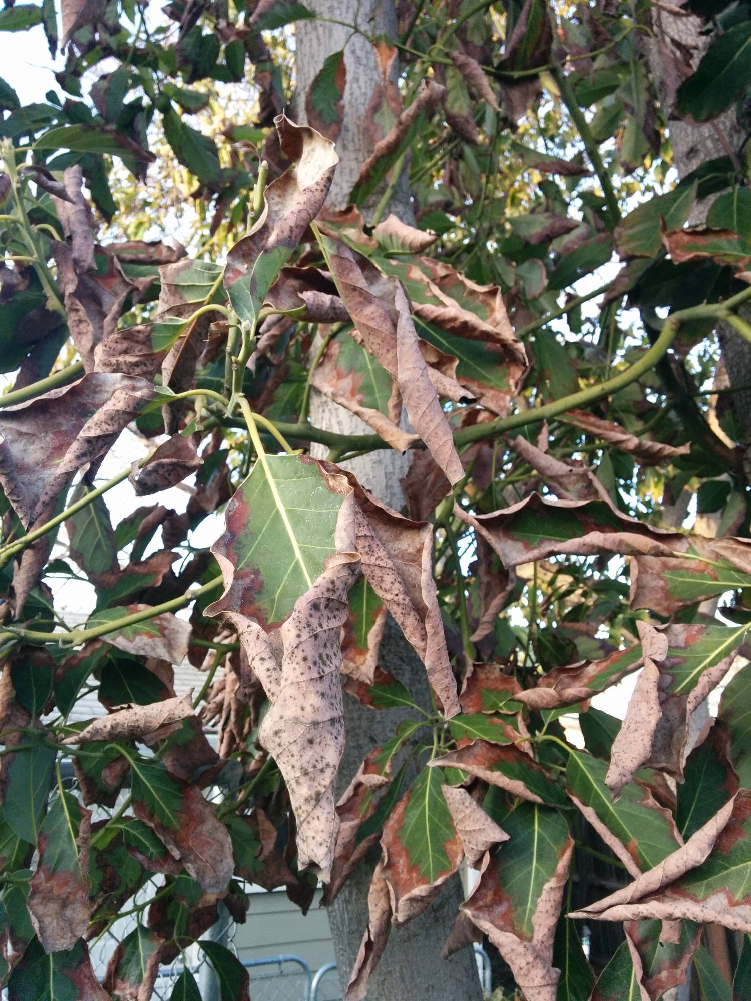 So i have an indoor avocado tree that i grew from a seed. trees - Why are my avocado's leaves drying out from the ...