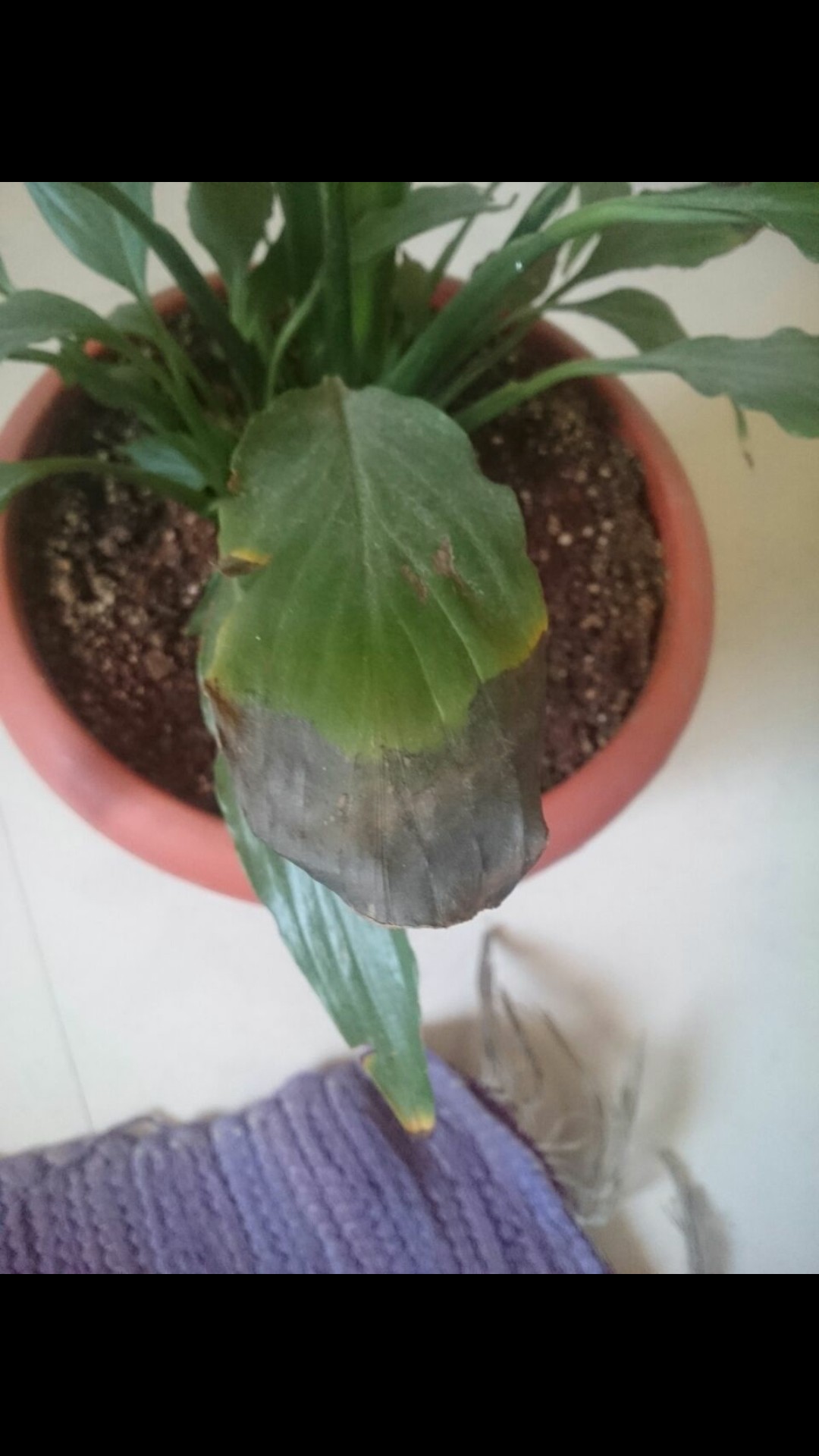 houseplants Blacking of peace lily Gardening & Landscaping Stack