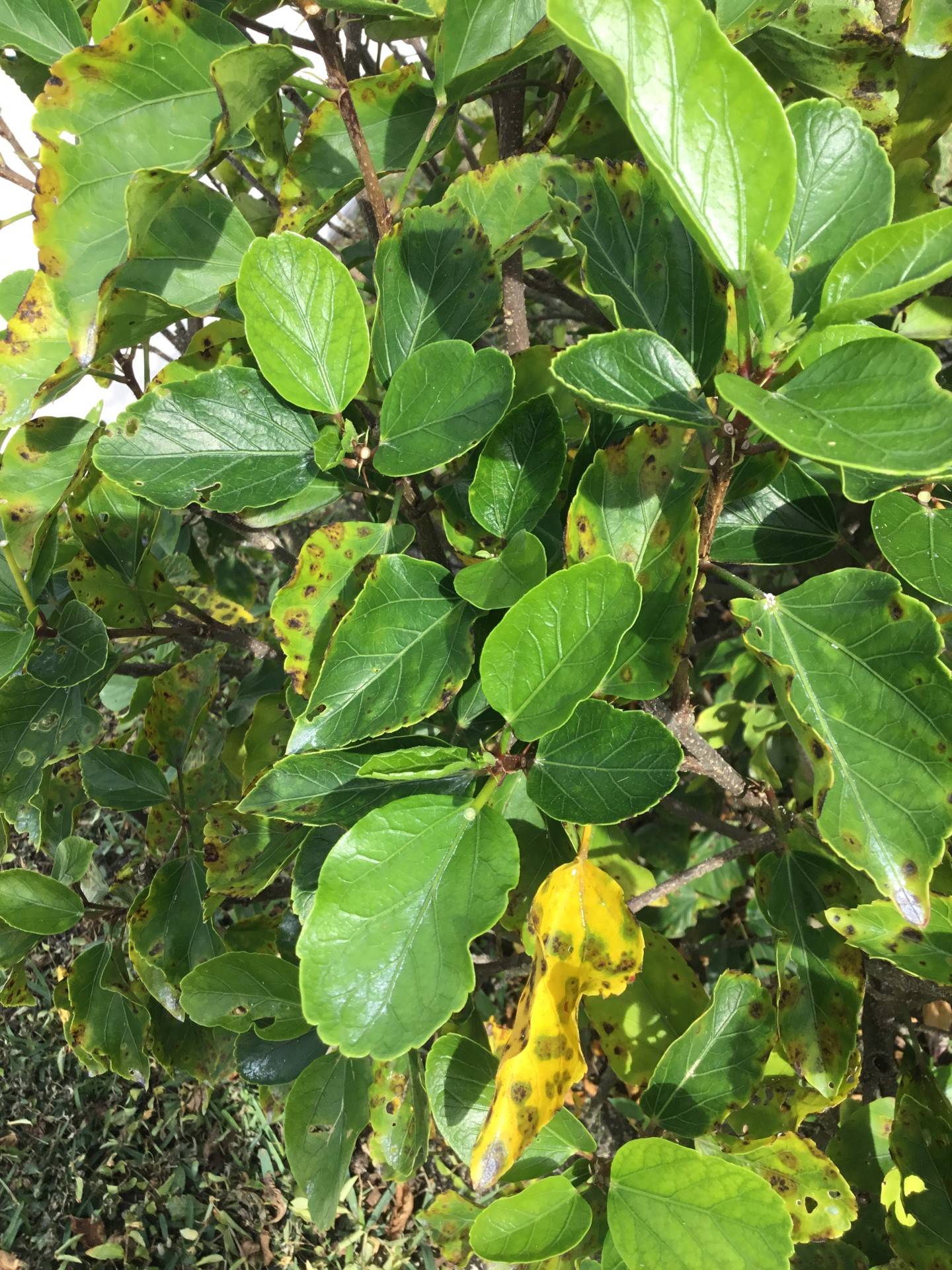 diseases Brown Spots and Yellow Leaves on Hibiscus Gardening