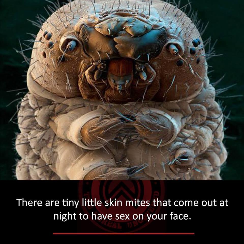 Do skin mites reproduce on human face during night? Biology Stack