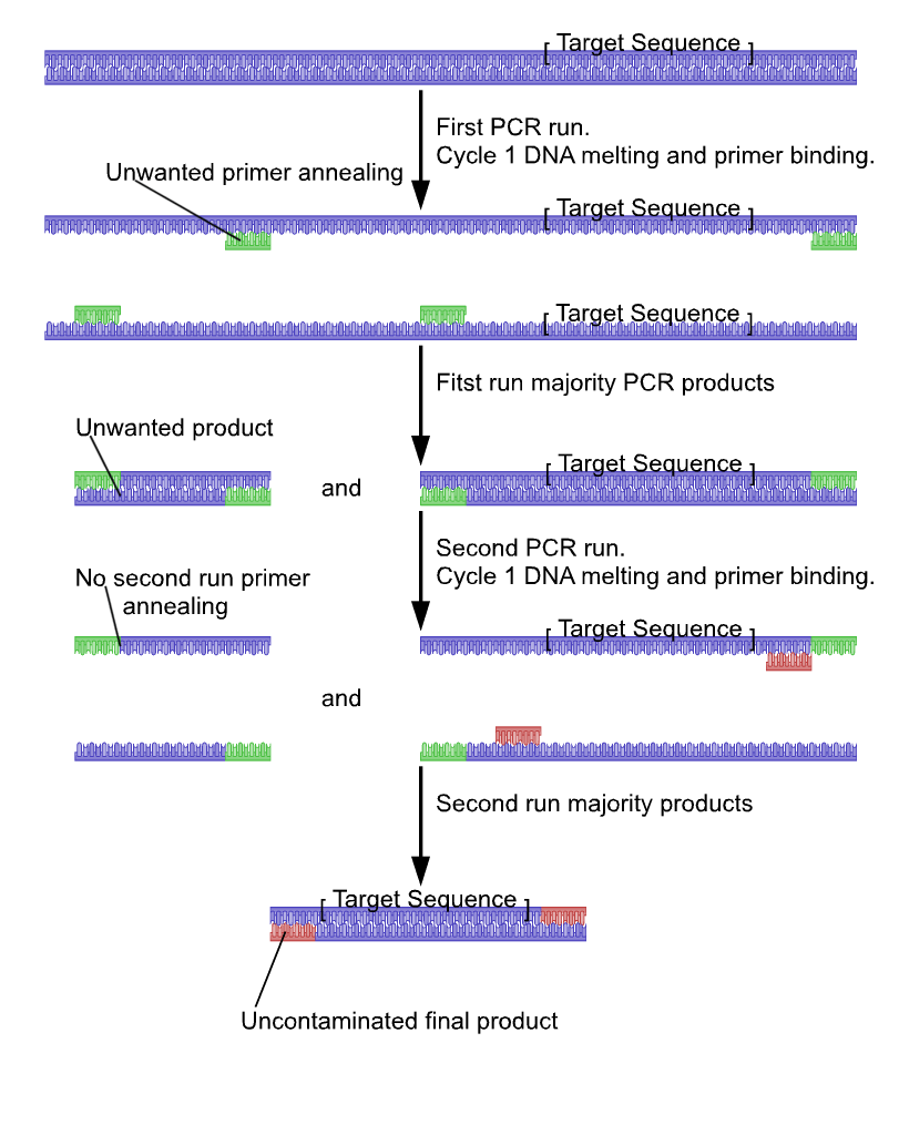 molecular biology Why is the number of PCR cycles