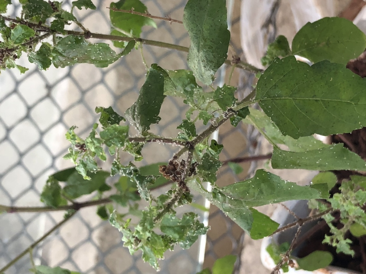 houseplants My Tulsi plant has white thing Gardening & Landscaping