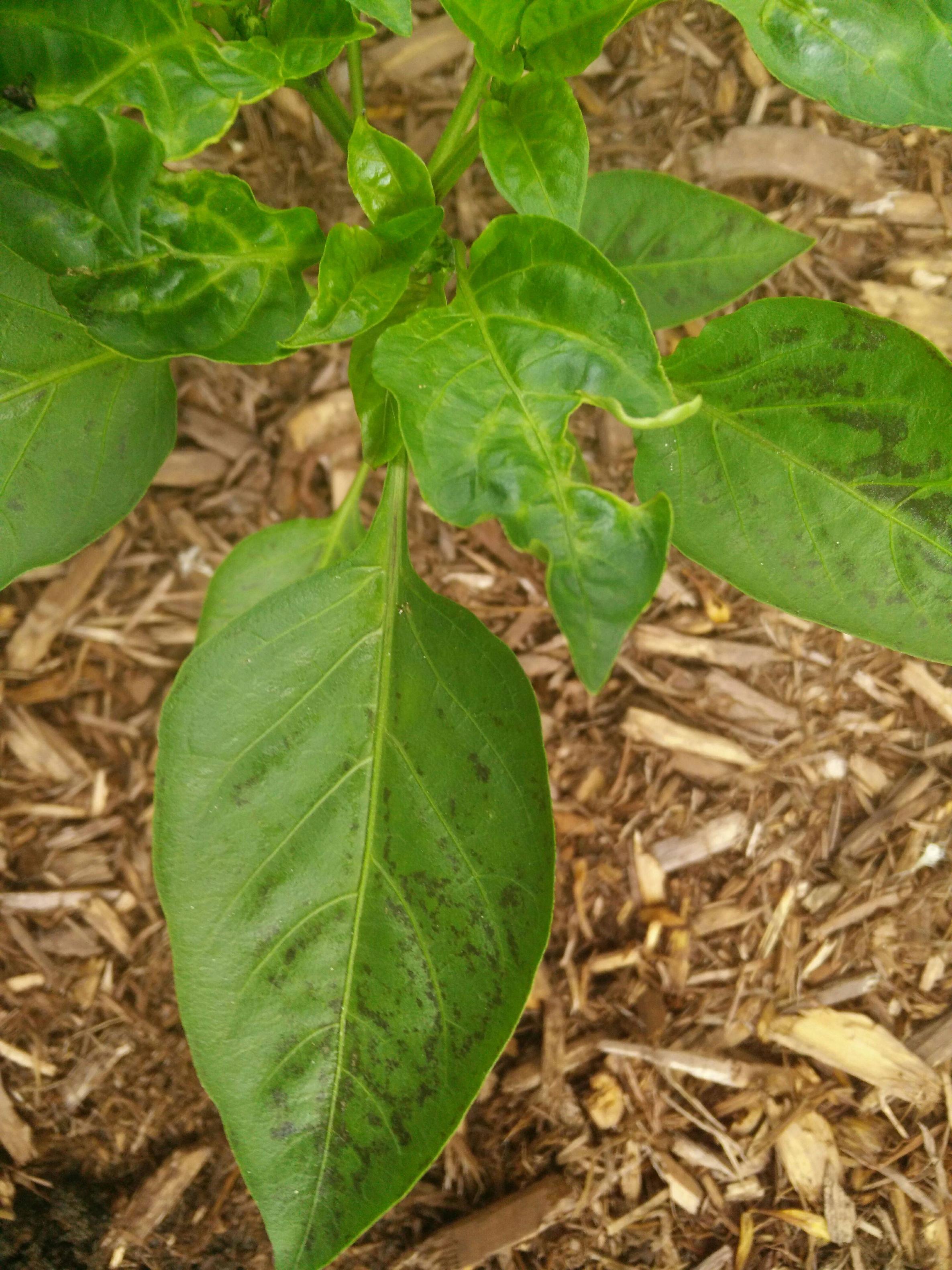 diagnosis What is killing my bell peppers. Holes in leaves and