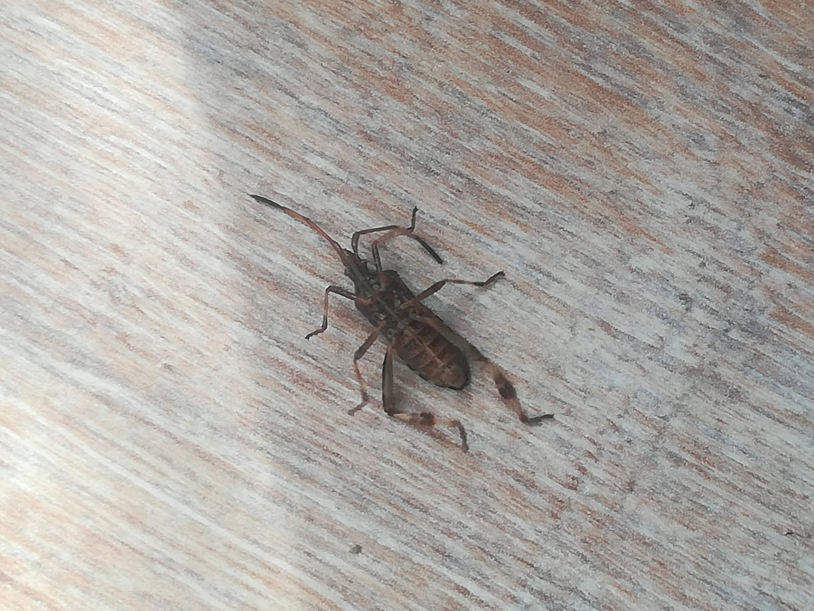 species identification What is this insect? Possible assassin bug? or