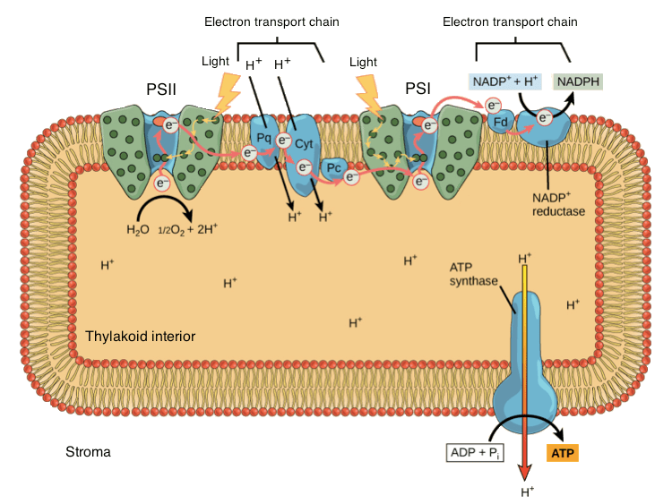 chloroplasts What happens to the absorbed blue and red light in the