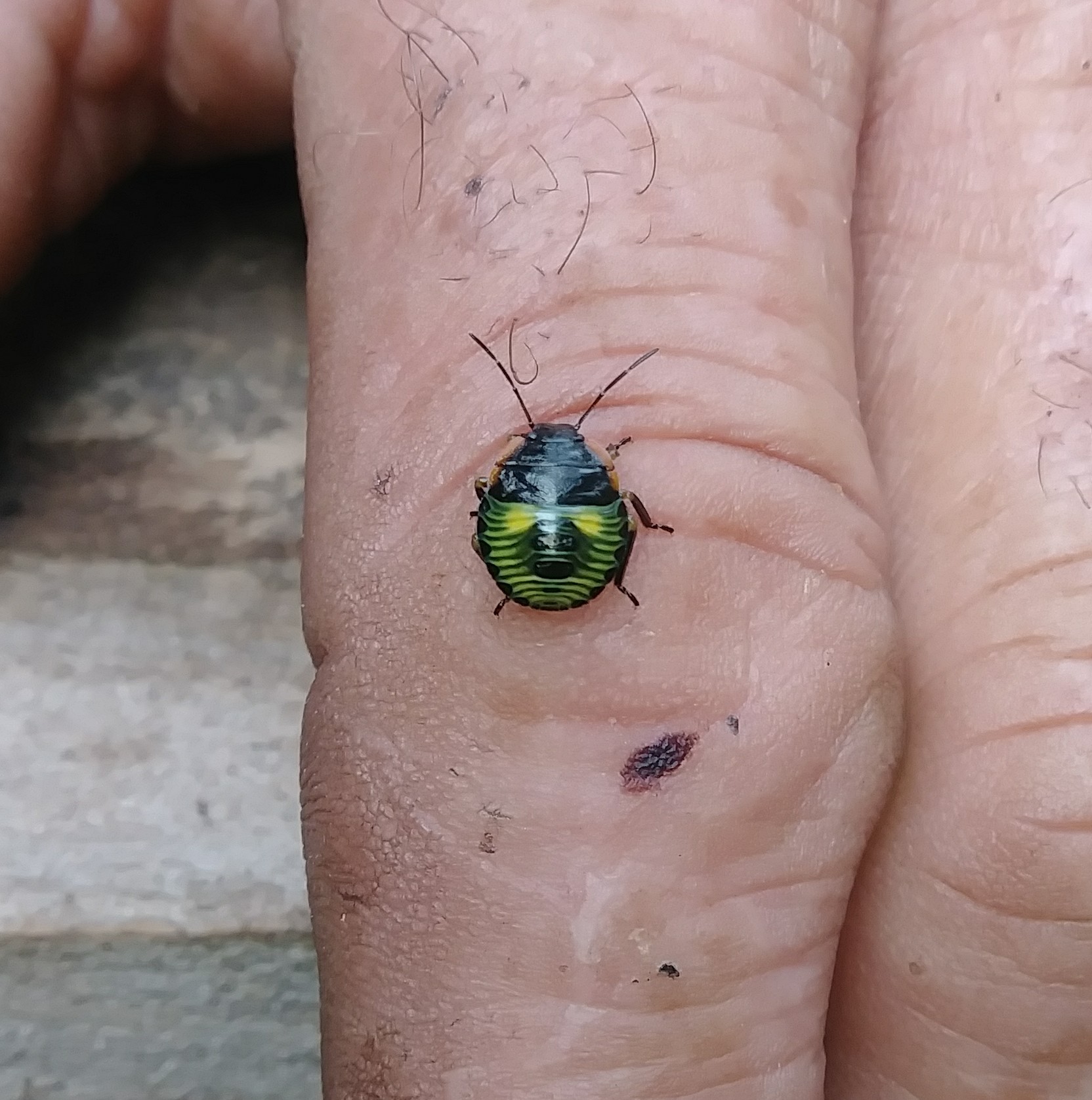 species identification What kind of bug is this? I found it on my