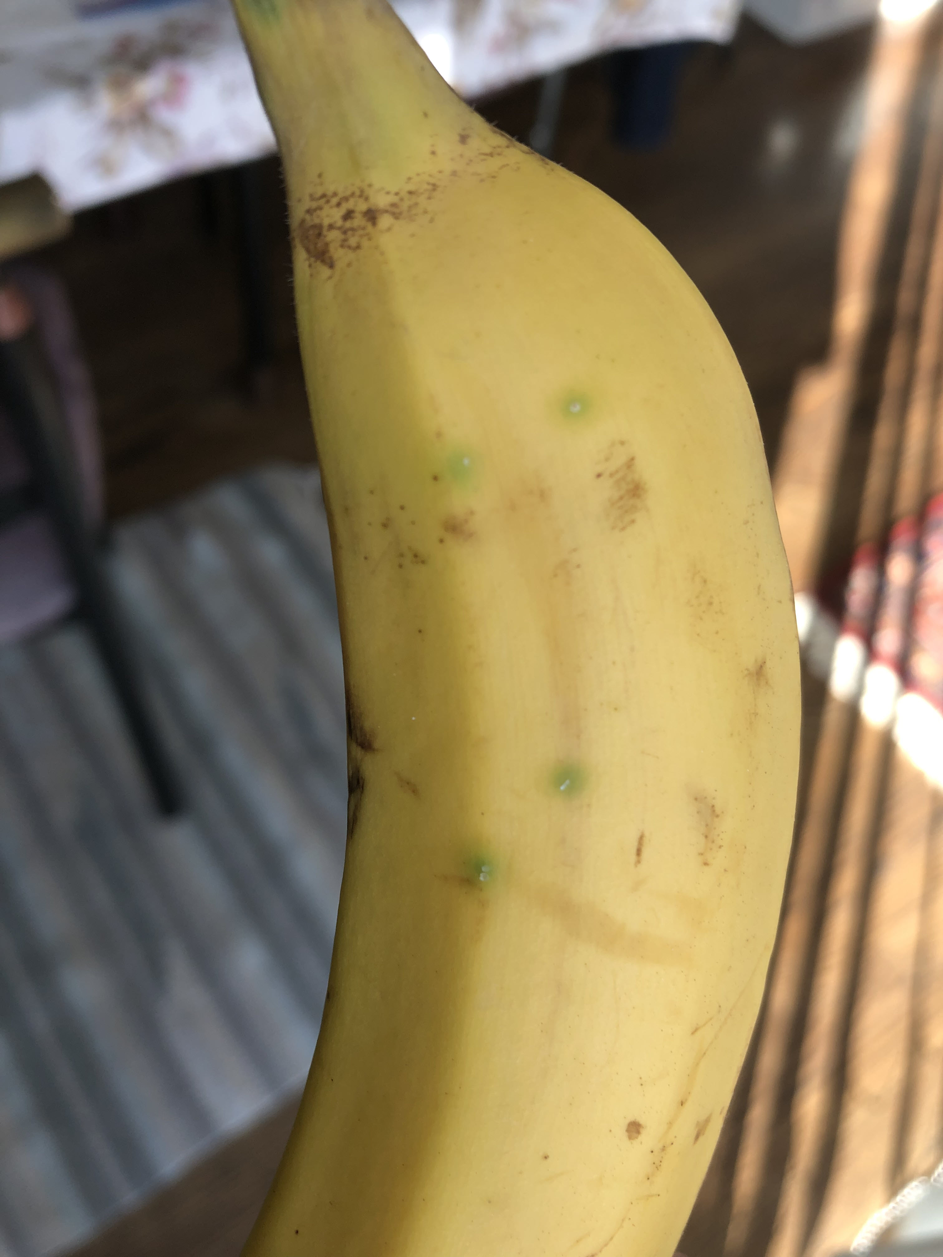 food safety Bananas have blue/green spots Are these safe