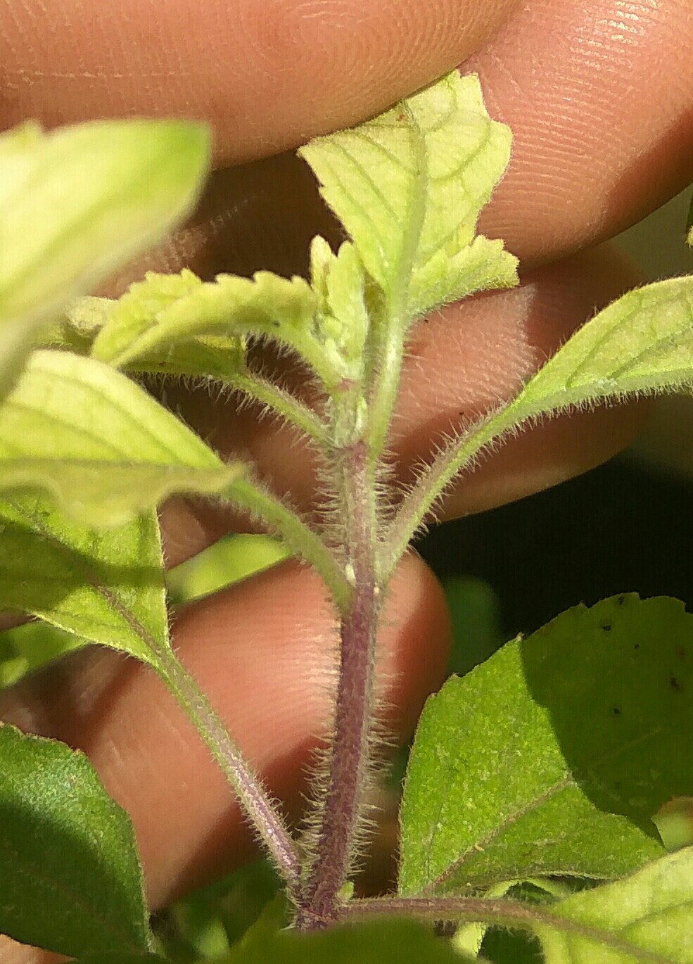 Tulsi Basil Leaves Turning Yellow Gardening Landscaping Stack