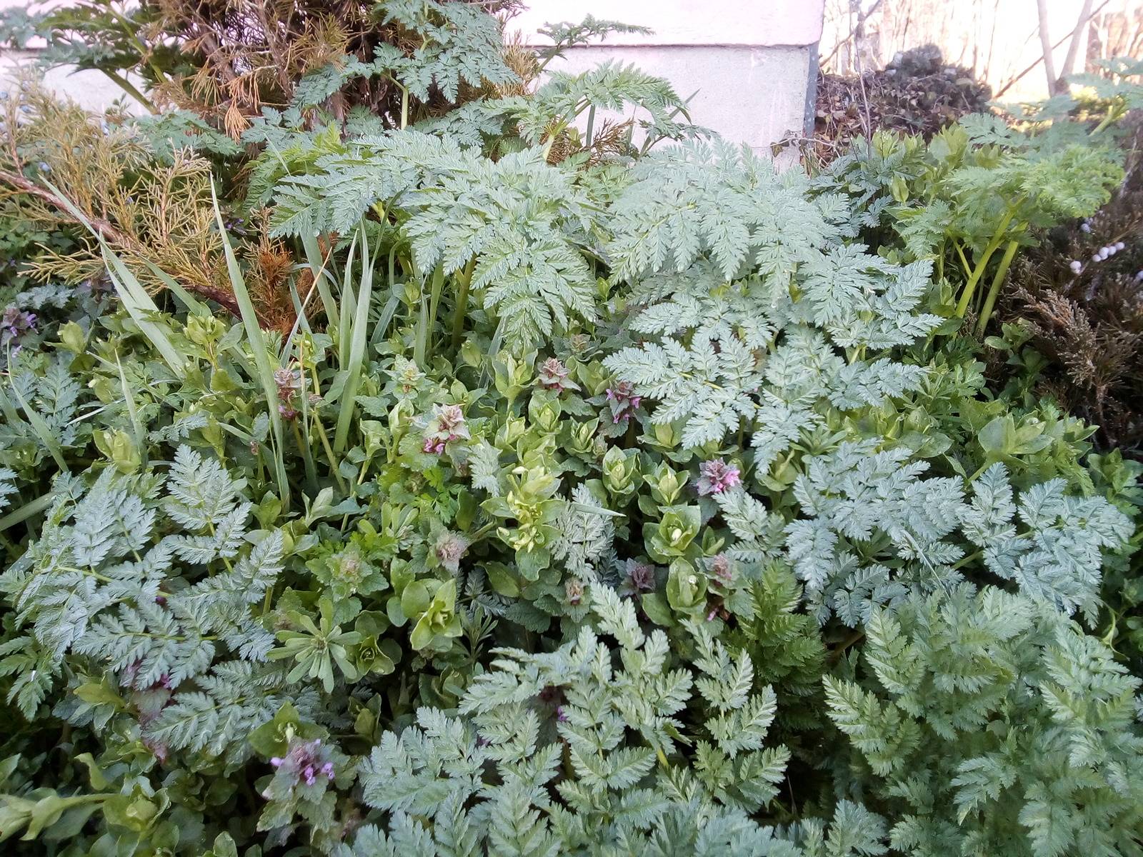 identification What is this (probably) weed with nice fernlike foliage? Gardening