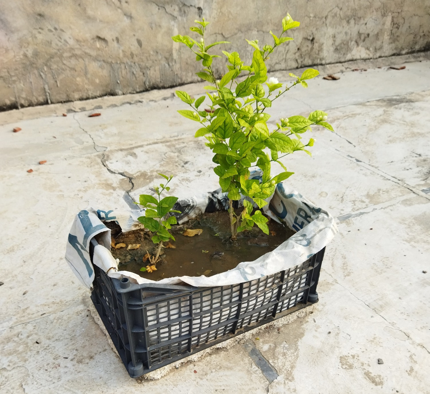 diagnosis What are these yellow spots on the leaves of Arabian