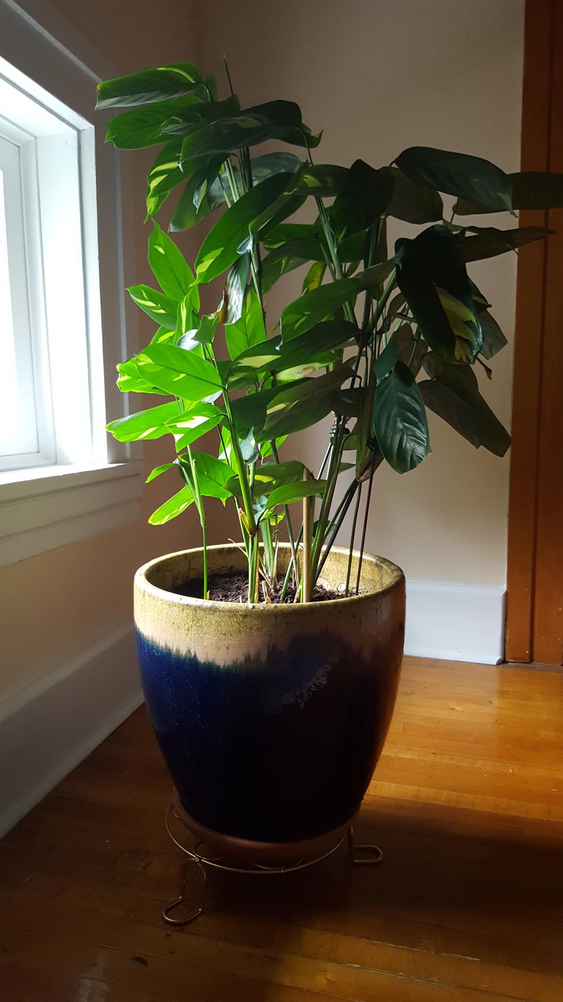 identification What is this houseplant with glossy, elongated and