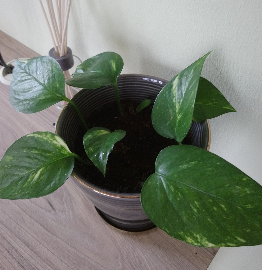 houseplants Propagated pothos not growing Gardening & Landscaping