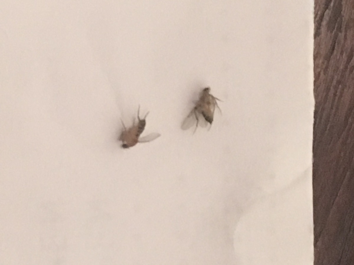 species identification What is this flying bug in Denver, CO