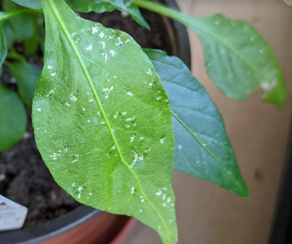 diseases White and black spots on indoor plants cayenne pepper and