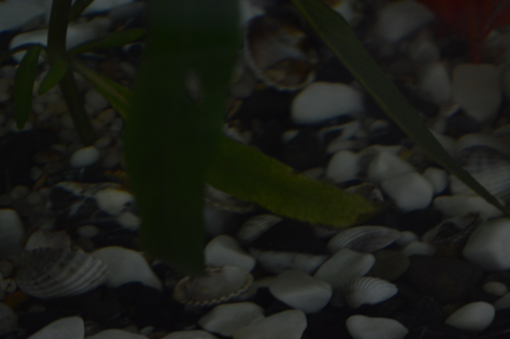My aquarium plants' leaves are dying Pets Consultants