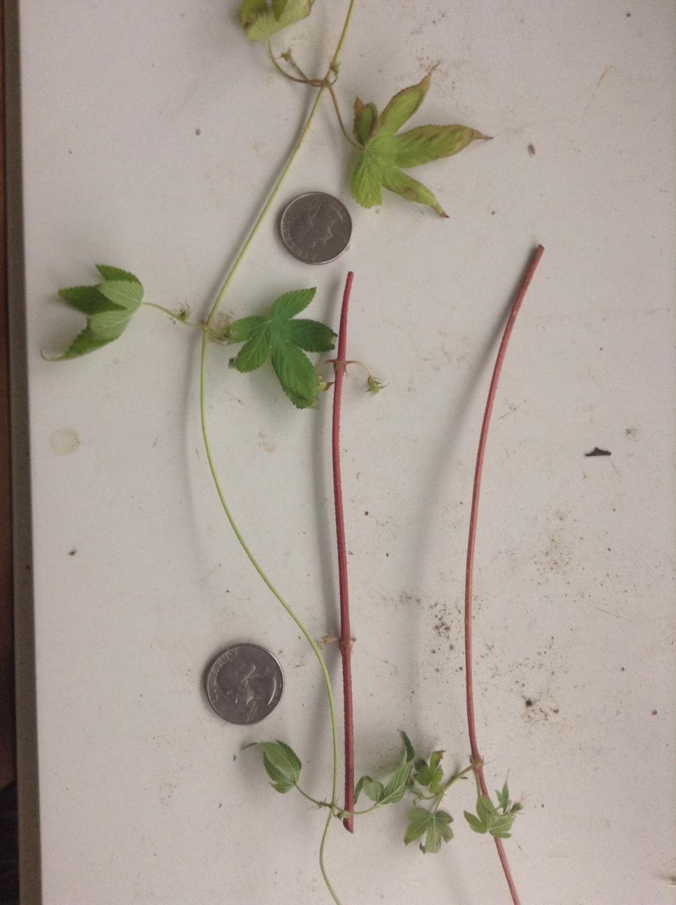 botany Help identify this awesome climbing plant with velcro like