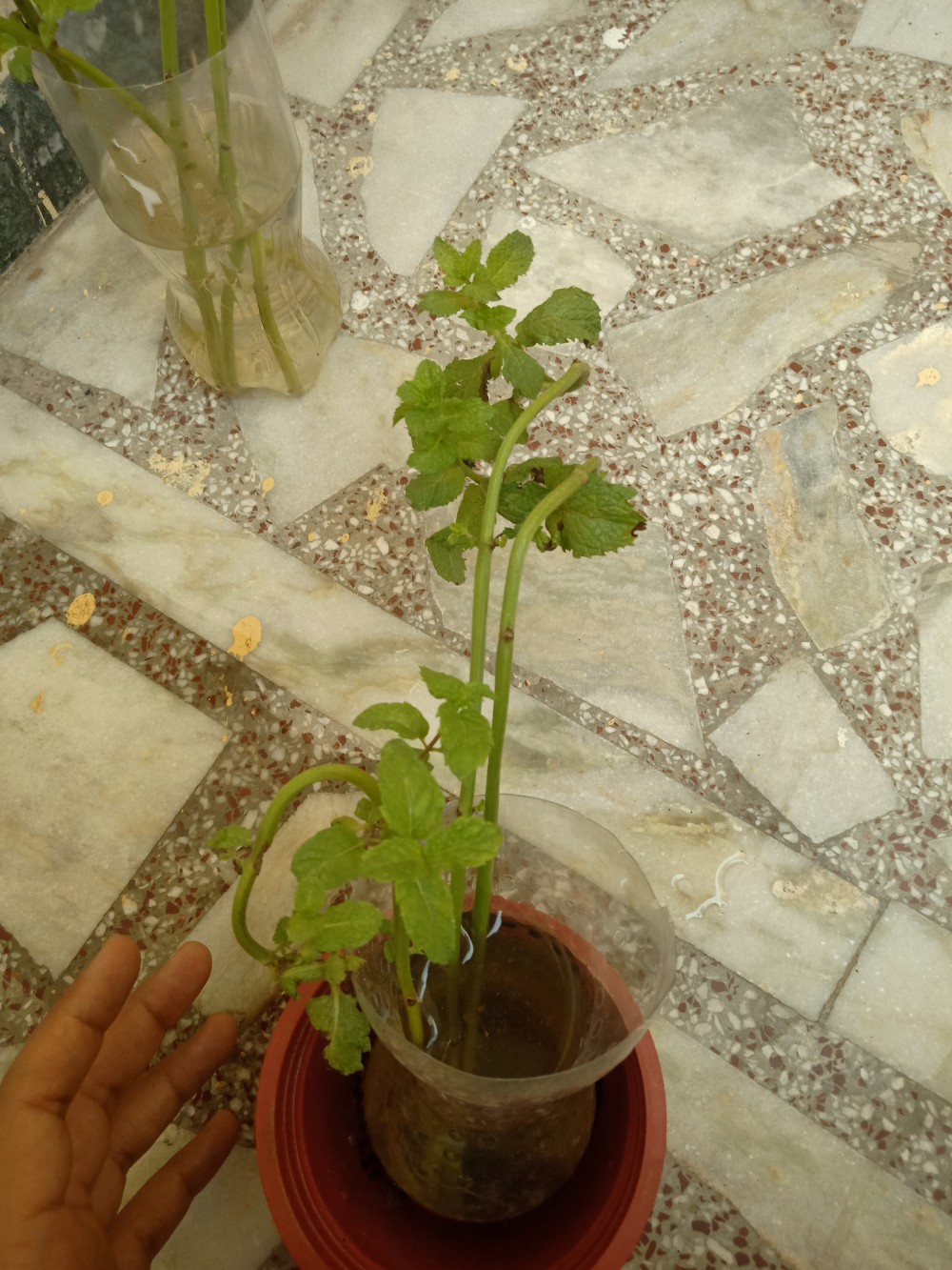 How much sunlight do these rooted mint saplings need? Gardening & Landscaping Stack Exchange
