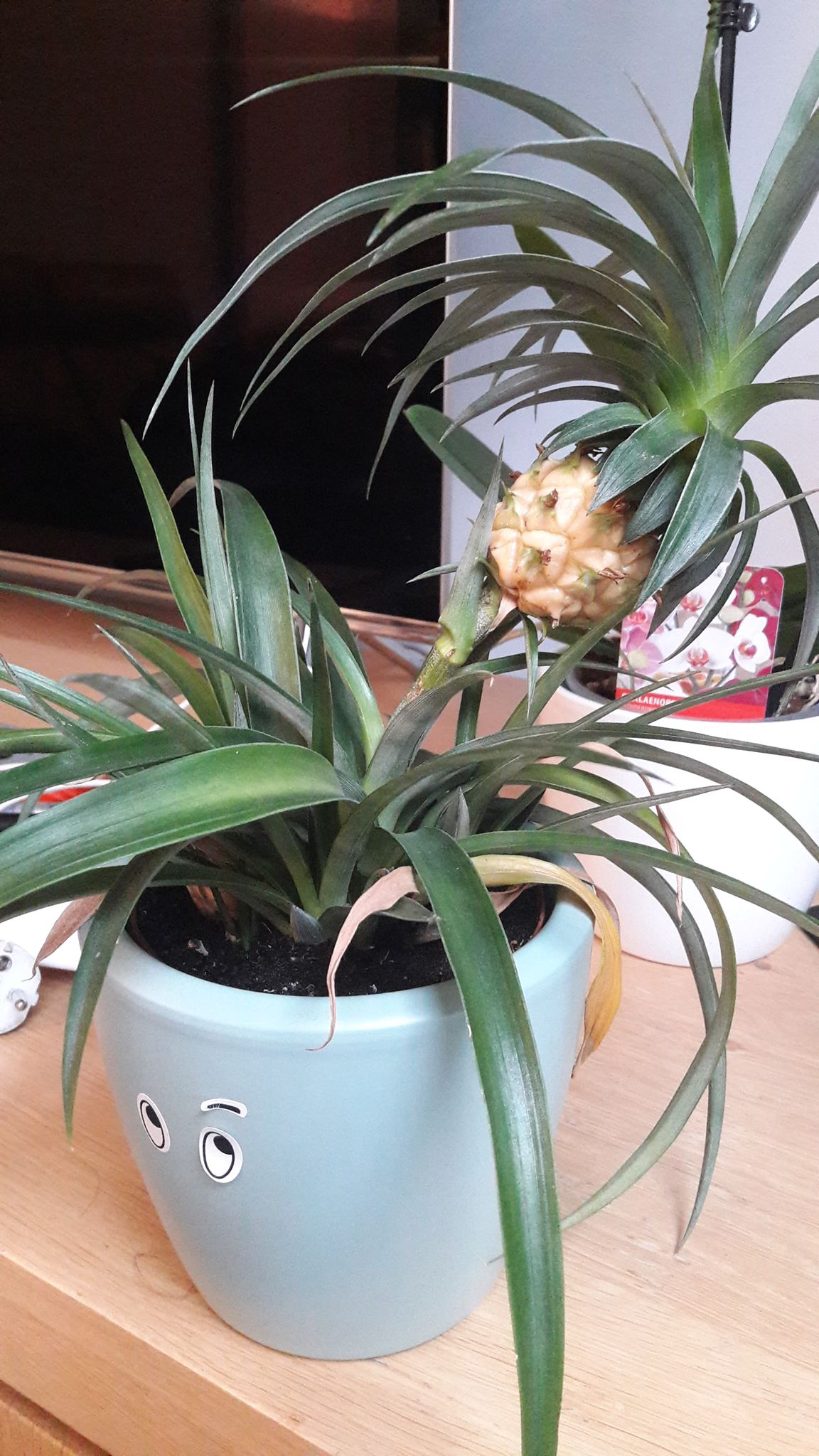 ripening What to do with my baby pineapple Parenting 101 Gardening & Landscaping Stack Exchange