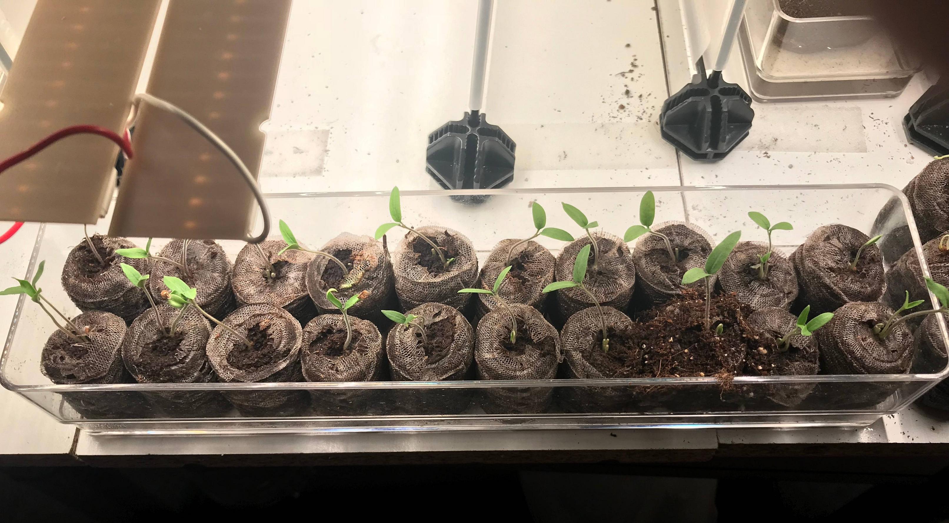 diagnosis Peat Pellet Problem, Root bound after Transplanting