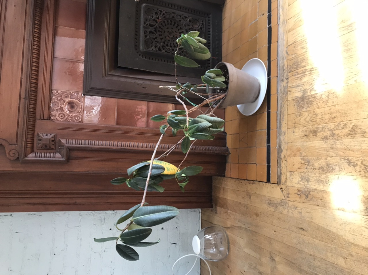 houseplants How to help wilted rubber tree? Found on curb Gardening