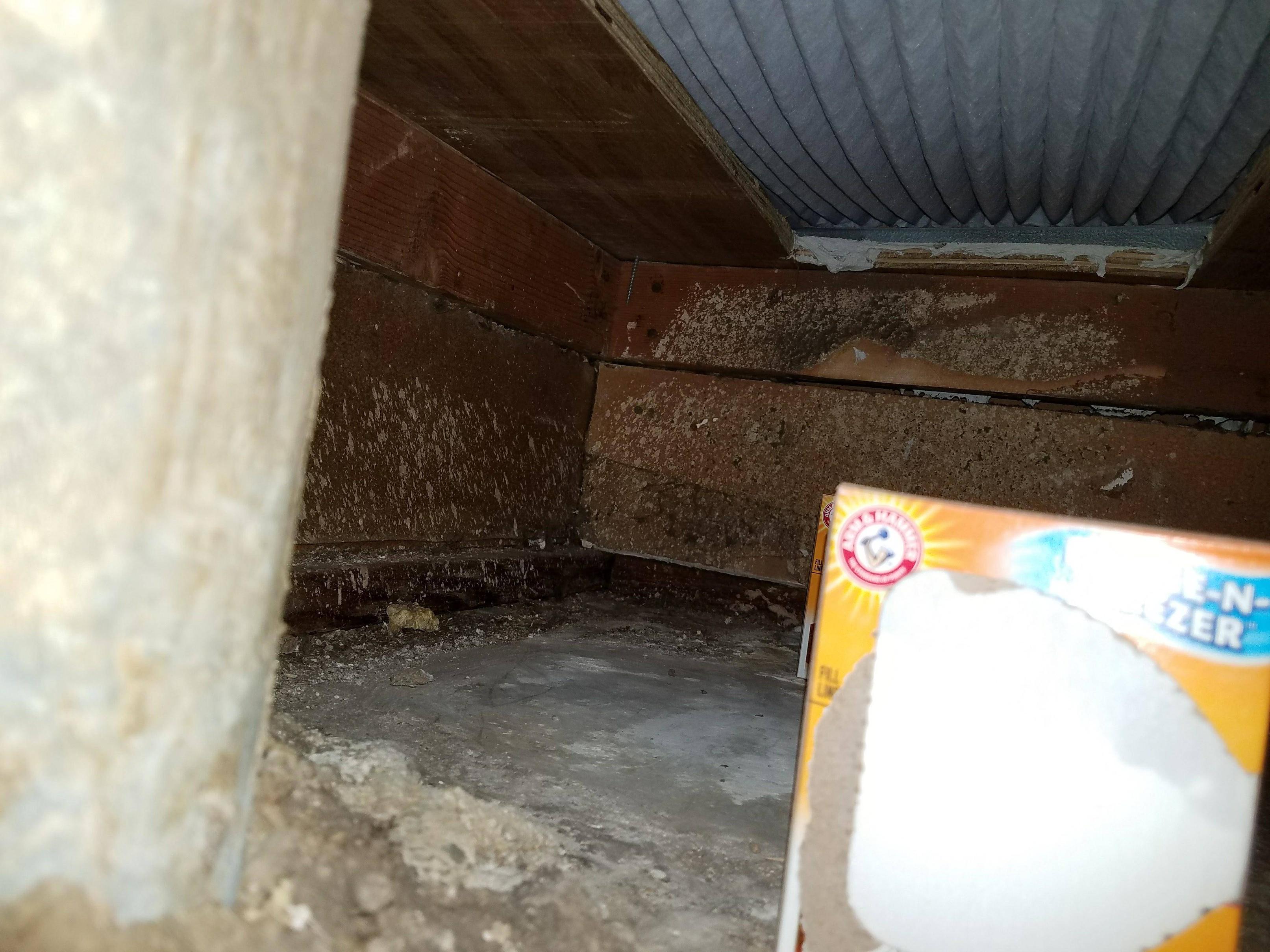 Is this grey stuff on the wood mold? Home Improvement Stack Exchange