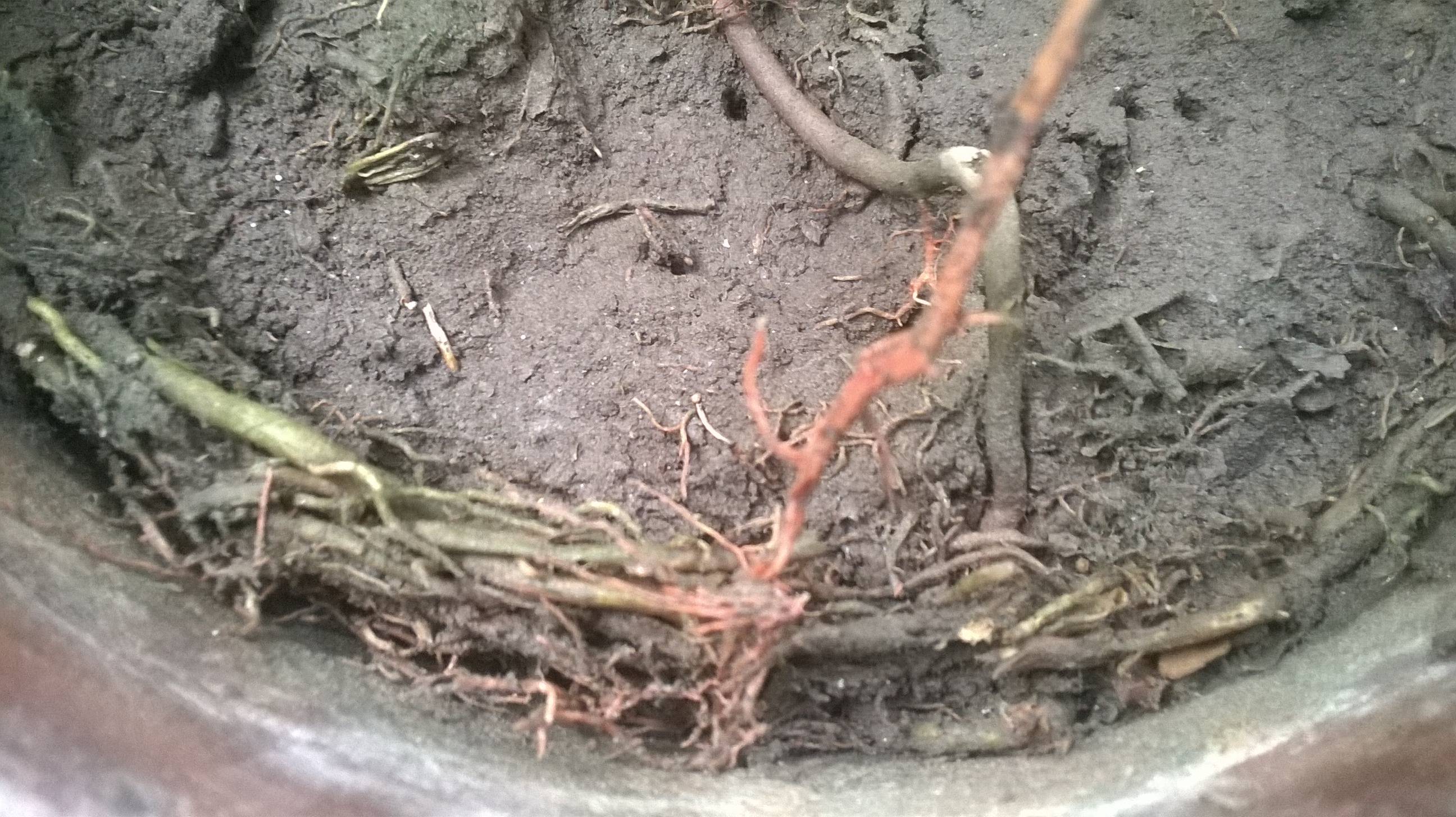 diagnosis Are these roots healthy or bad? Gardening & Landscaping