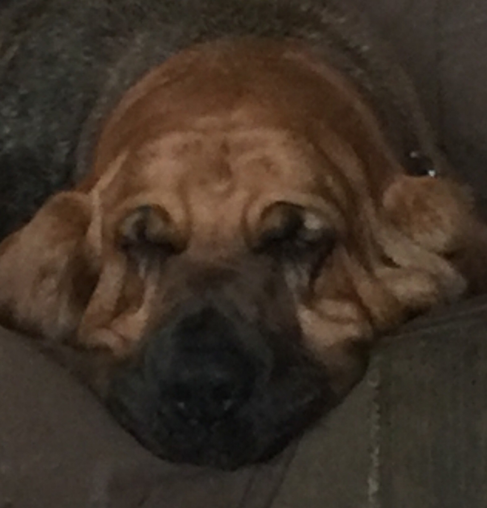 Why these 2 dots frequently occur in dog's eyebrows? Do it