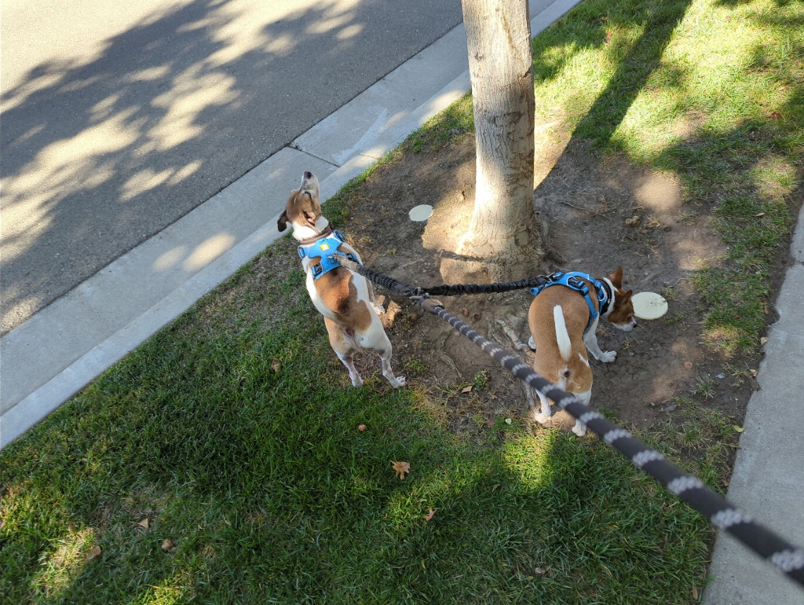 plumbing White NDS drain PVC pipe next to trees? Home Improvement