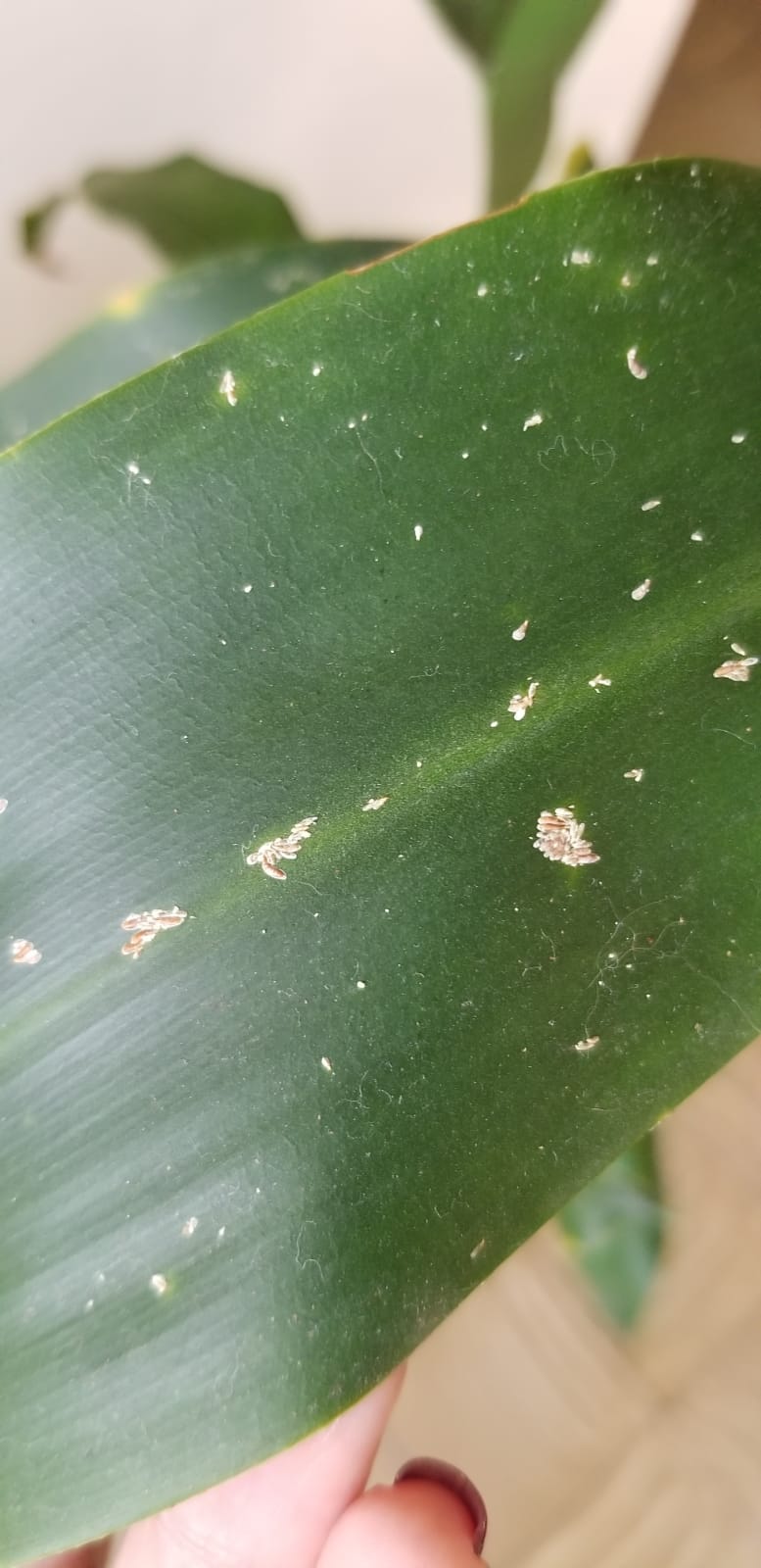 diagnosis White residue in leaves? Gardening & Landscaping Stack