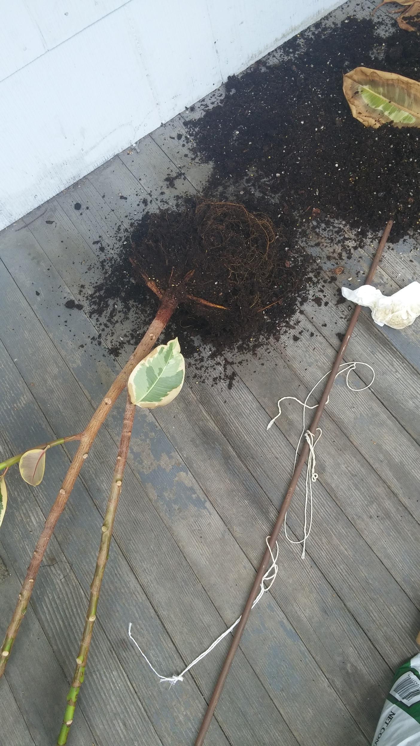 How much soil to remove from root ball when repotting? Gardening
