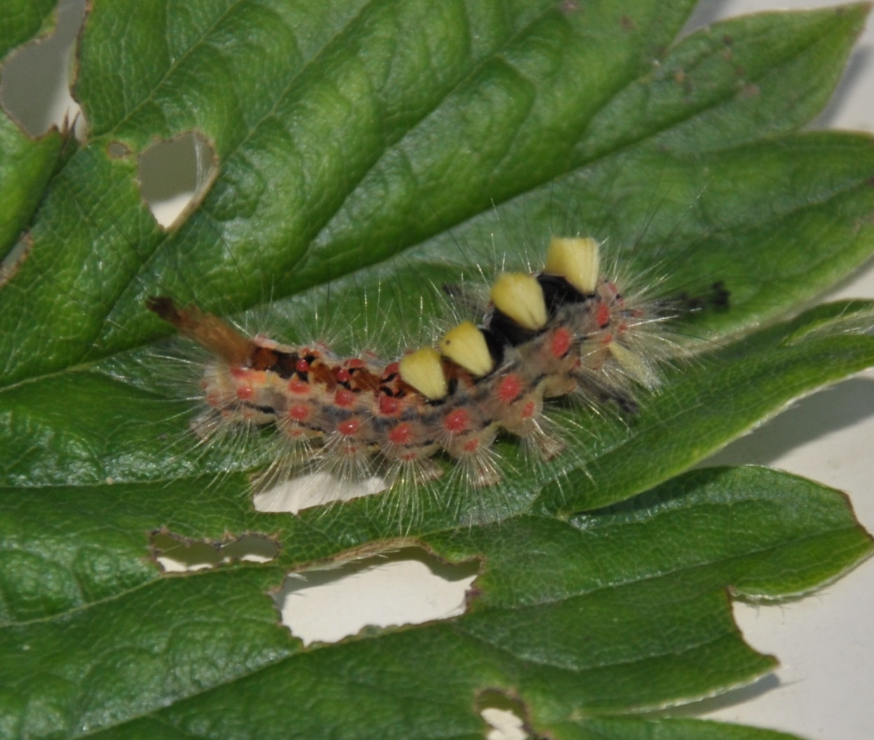identification Is this colored (brown, red, yellow) and hairy caterpillar dangerous for my