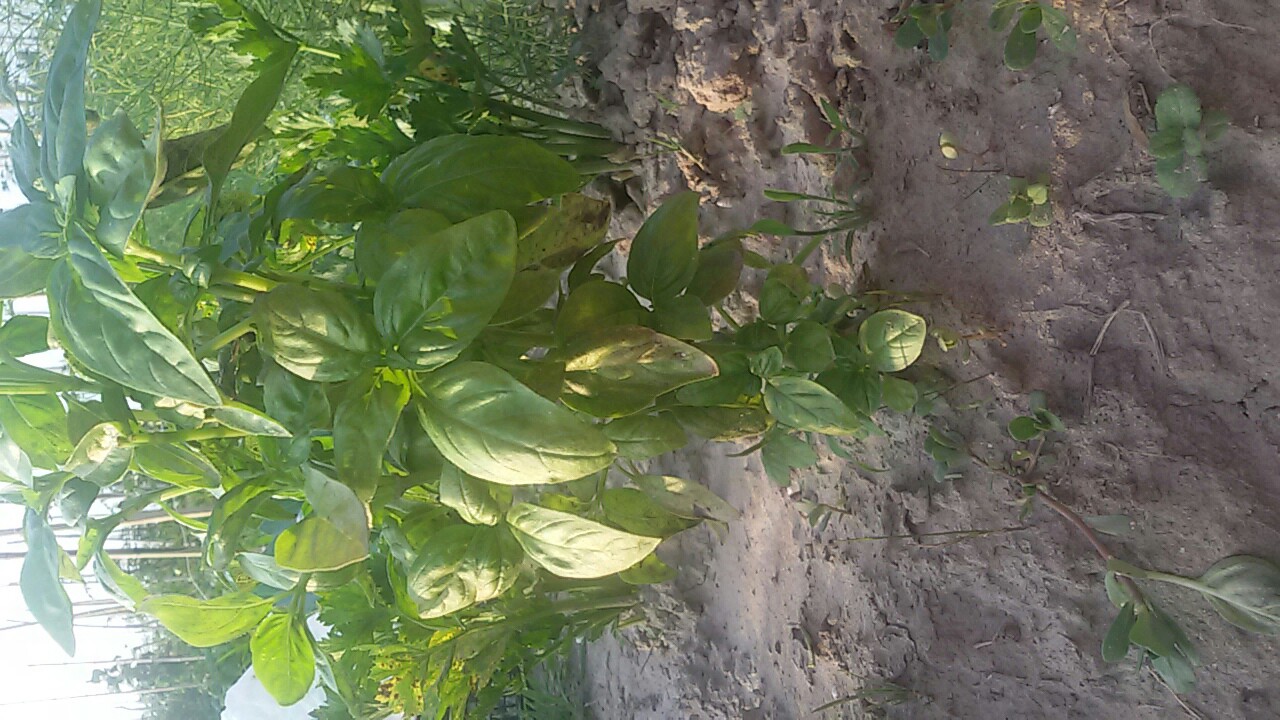 Cómo evitar que las hojas de albahaca se pongan negras Pi Productora