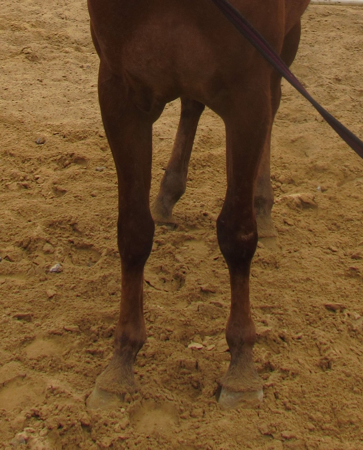 uk Will scarring effect my horse's placement in a showing class