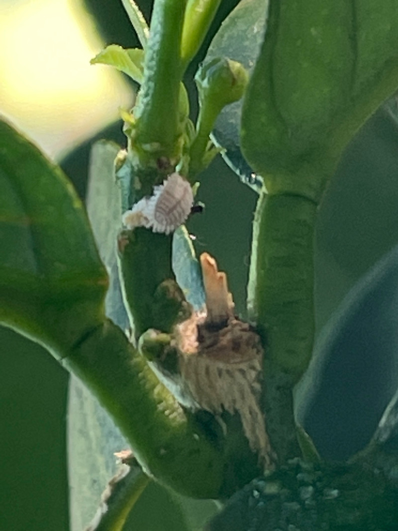 What are these bugs on my lemon tree? Gardening & Landscaping Stack